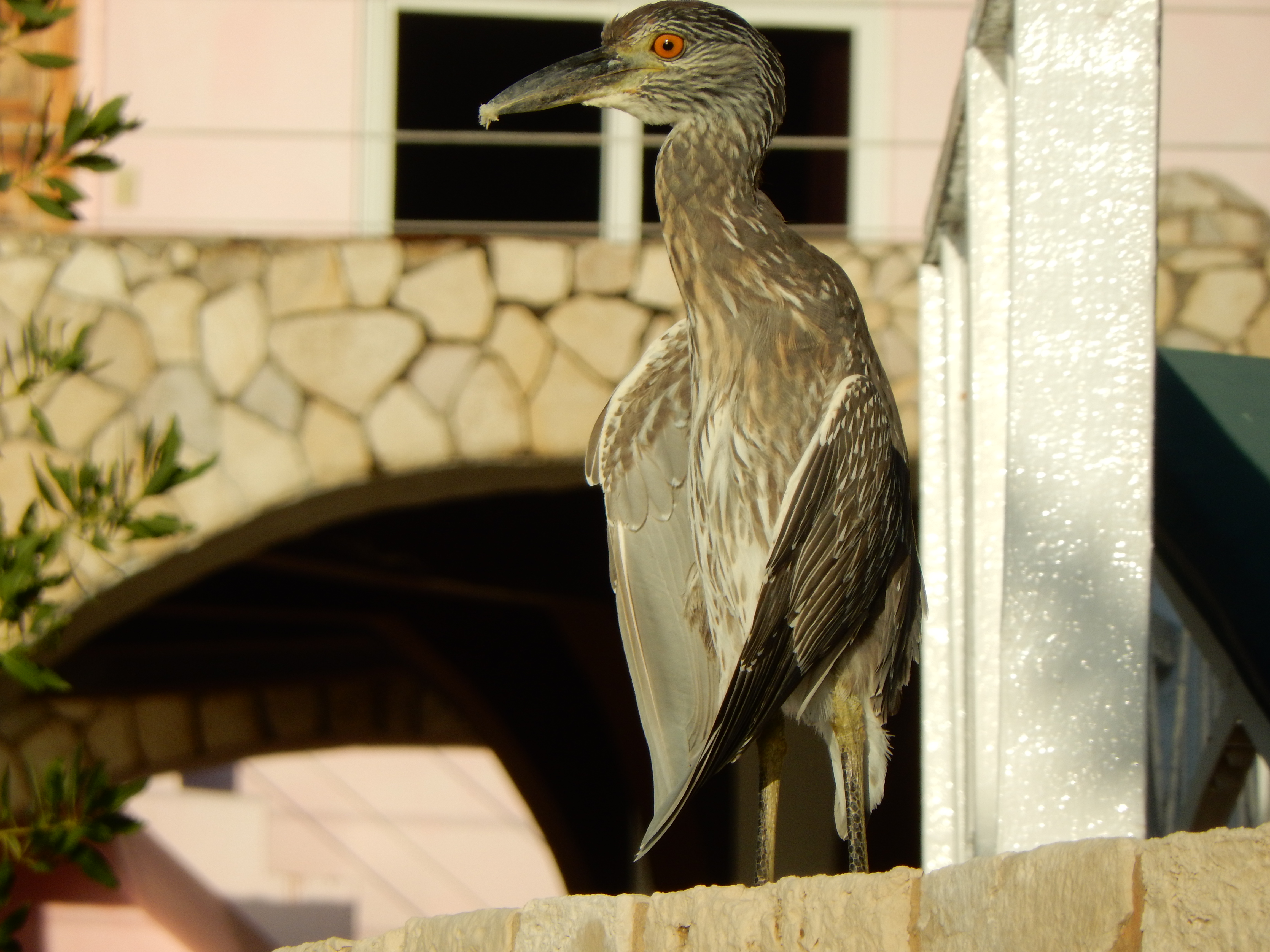 Name:  DSCN4099.JPG
Views: 882
Size:  3.07 MB
