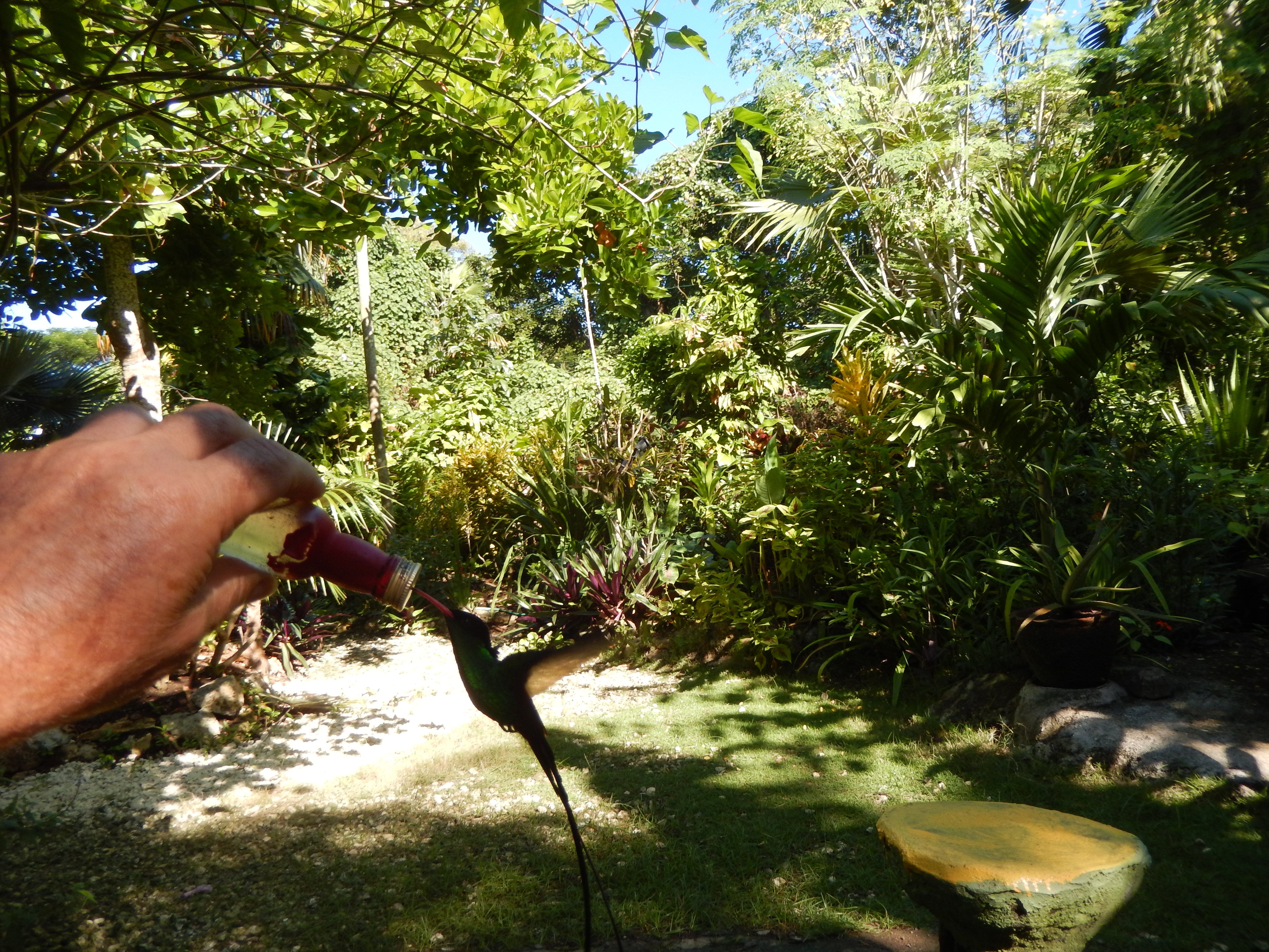 Name:  DSCN4228.JPG
Views: 675
Size:  3.53 MB