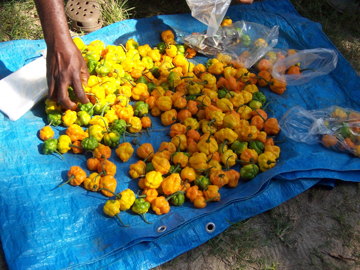 Name:  Jamaica 2008 162.jpg
Views: 658
Size:  462.3 KB