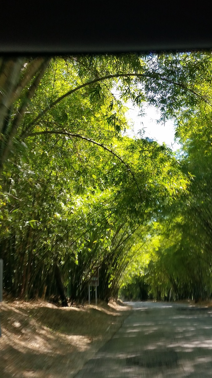 Name:  bamboo alley.jpg
Views: 706
Size:  447.4 KB