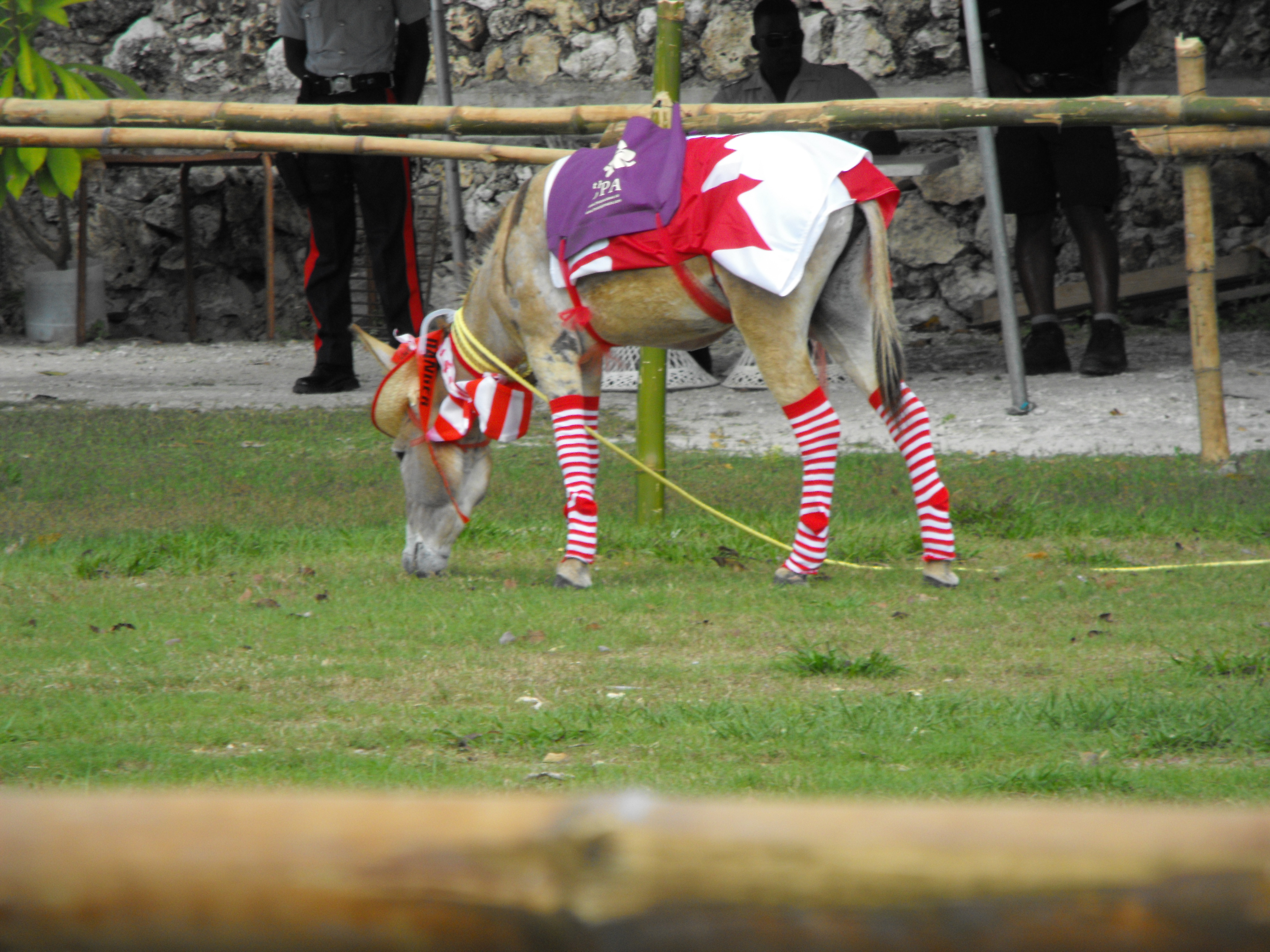 Name:  PrettyDonkey.JPG
Views: 681
Size:  2.41 MB