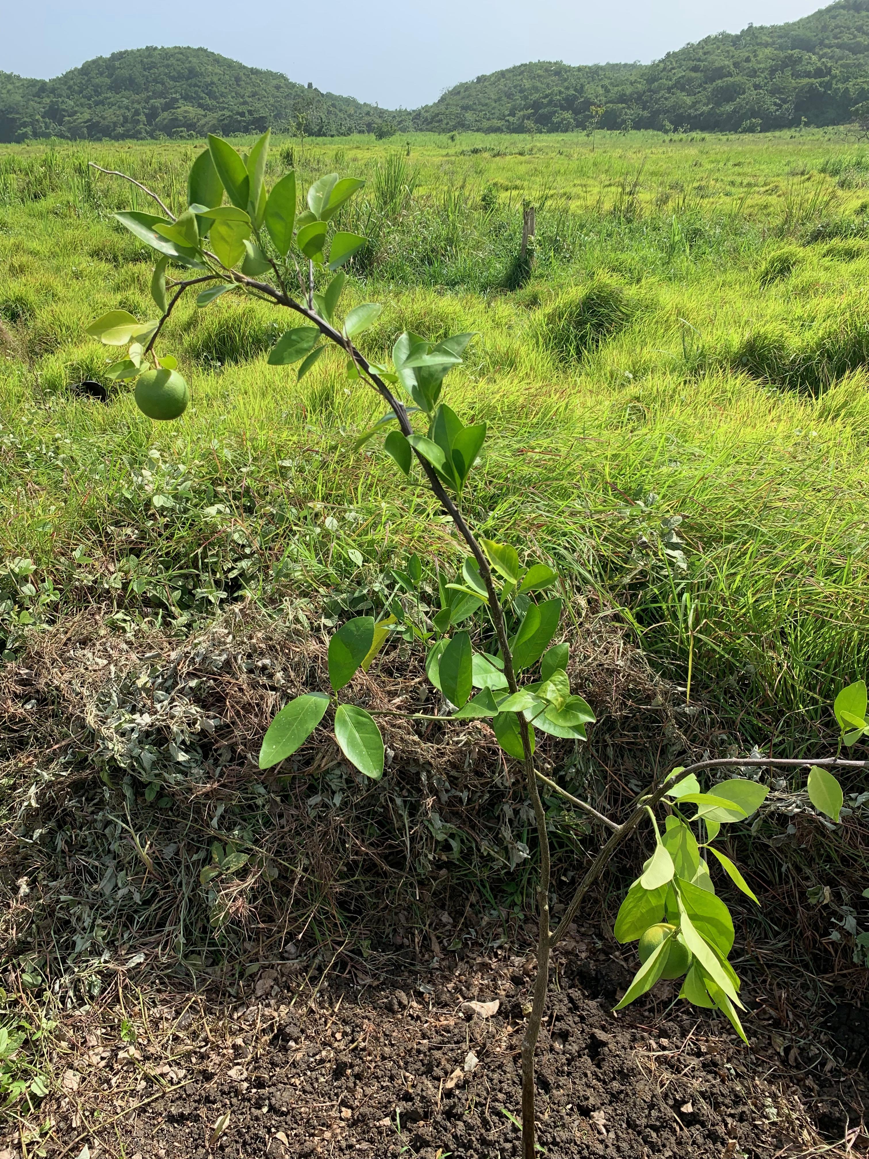 Name:  tree3.jpg
Views: 898
Size:  2.97 MB