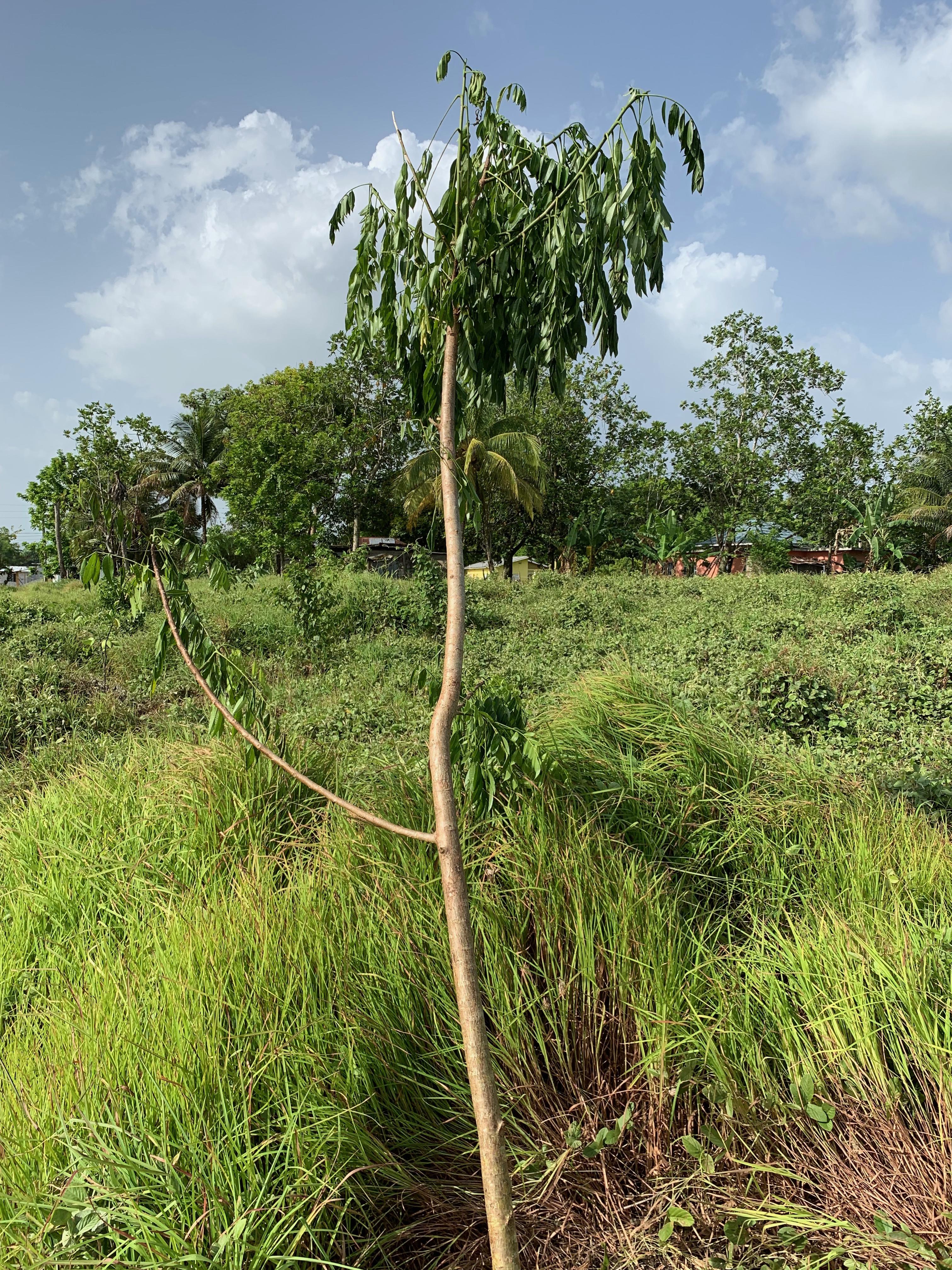Name:  tree1.jpg
Views: 854
Size:  2.77 MB