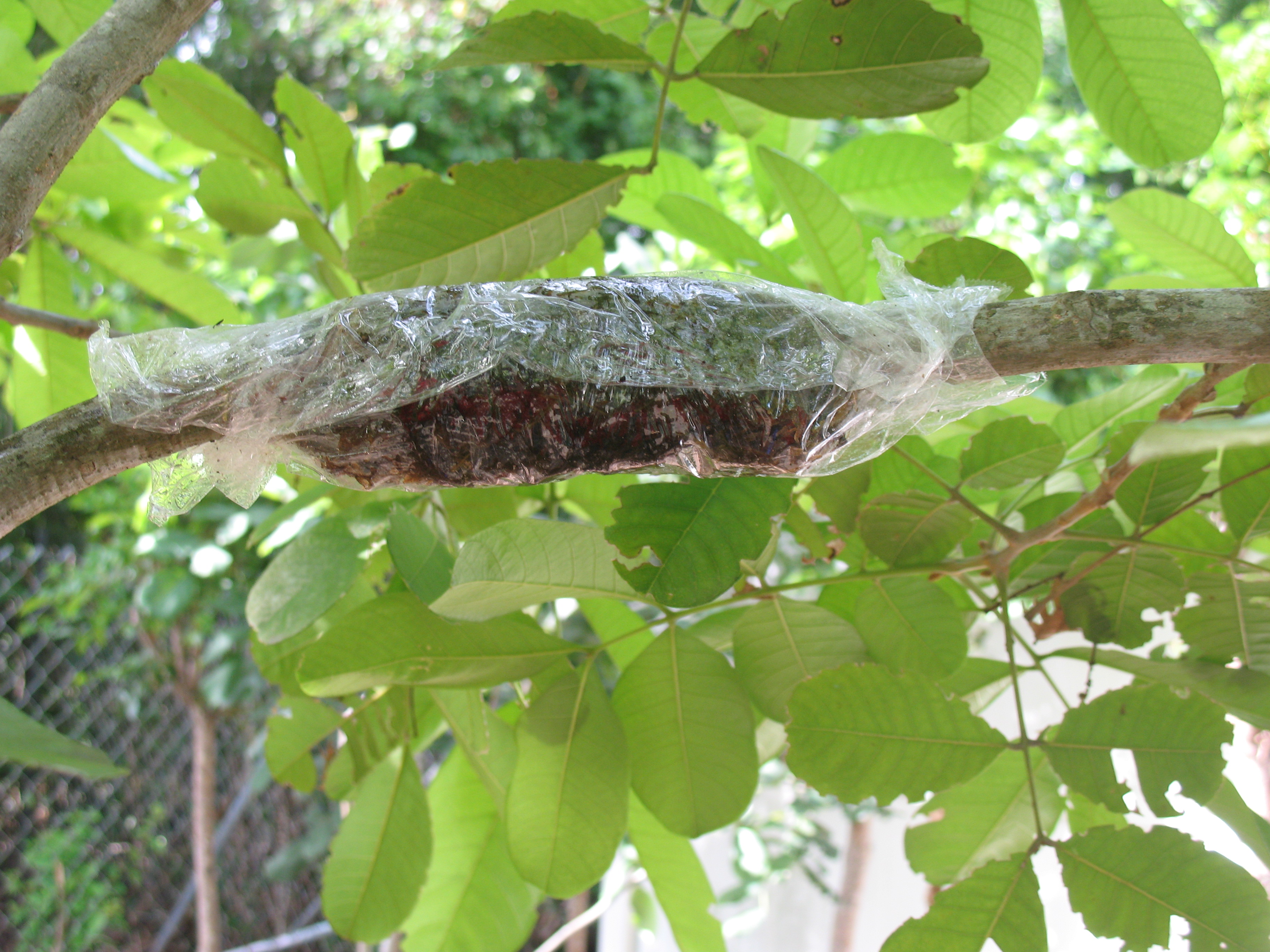 Name:  004air_layering.002.JPG
Views: 664
Size:  2.28 MB