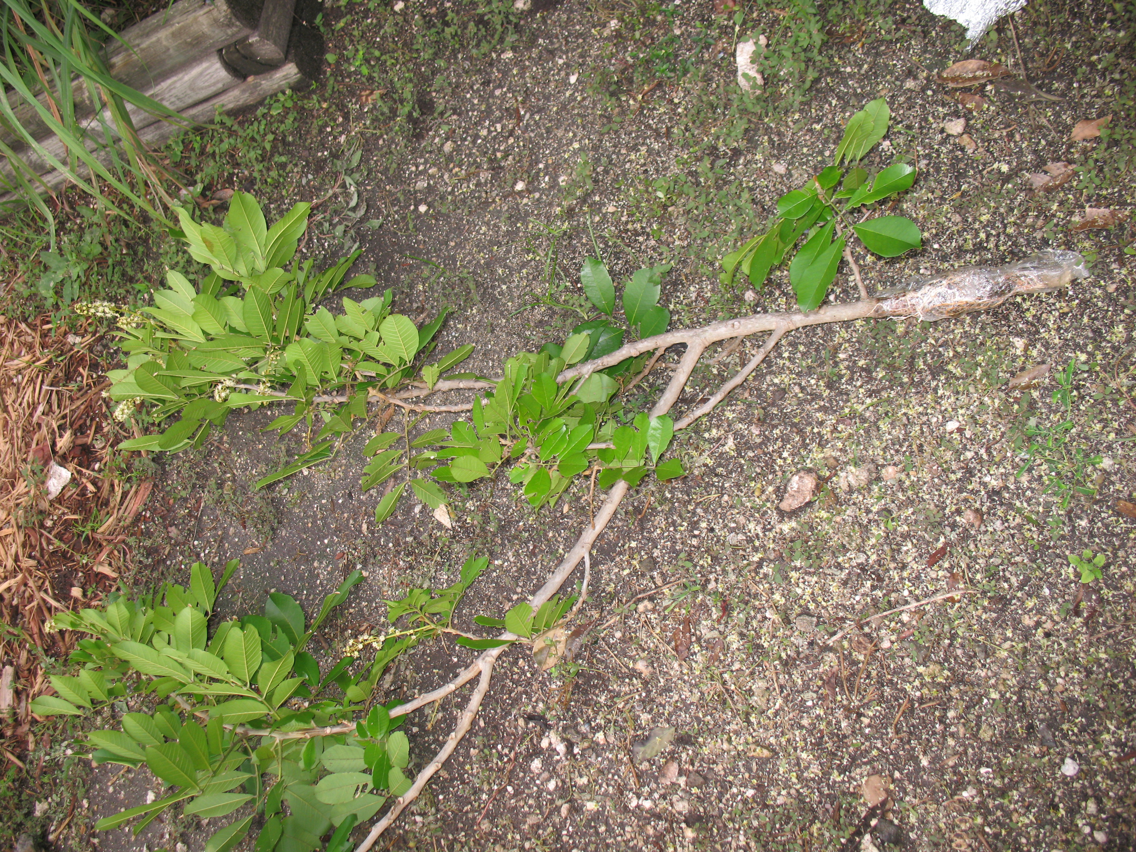 Name:  008AckeeAL.003.jpg
Views: 725
Size:  4.56 MB