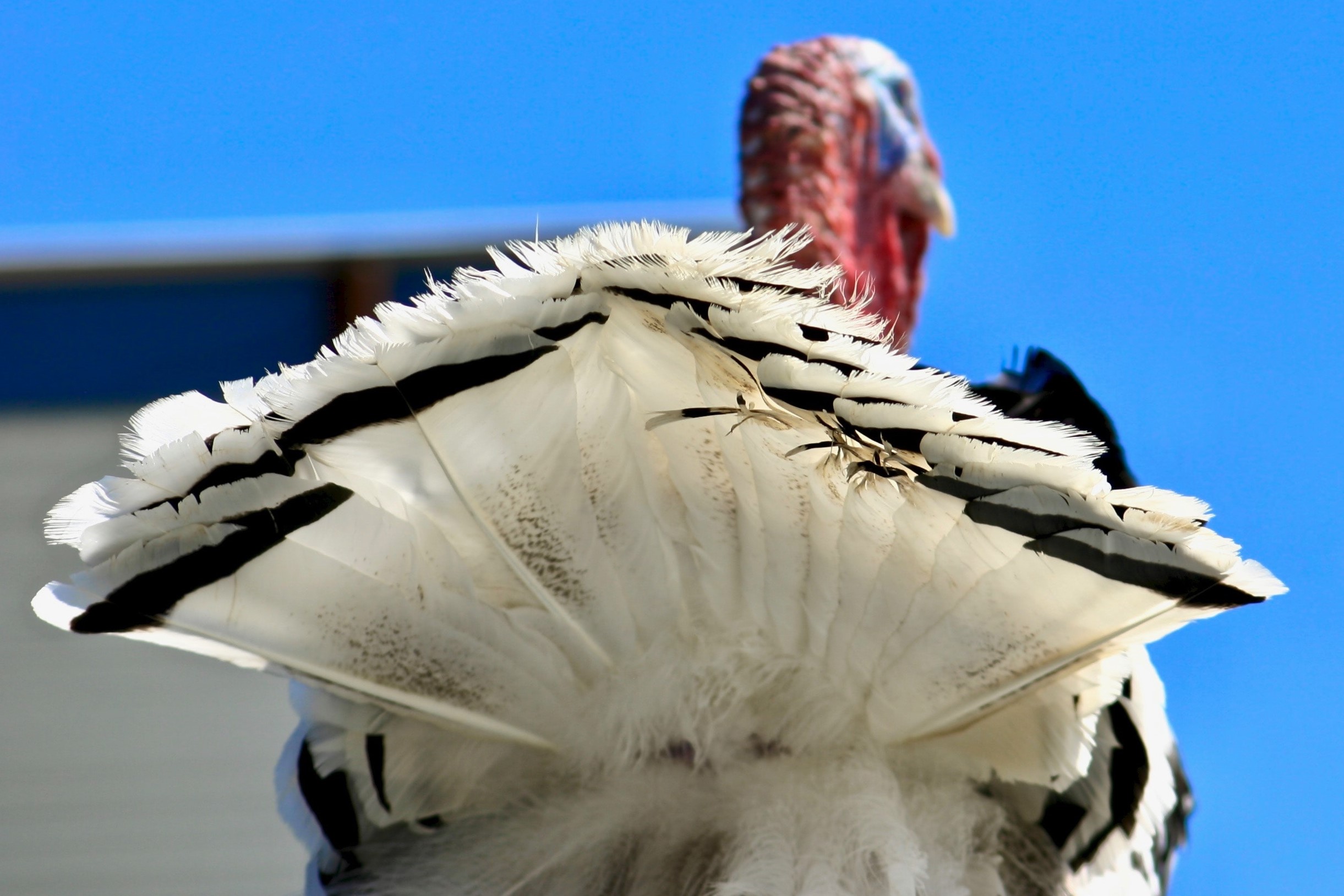 Name:  james-lee-YBzL1En8hyc-unsplash-1.jpg
Views: 331
Size:  482.6 KB