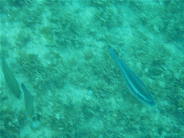 Name:  DSCN1077.jpg
Views: 656
Size:  57.7 KB
