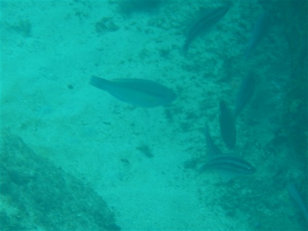Name:  DSCN1112.jpg
Views: 650
Size:  39.5 KB