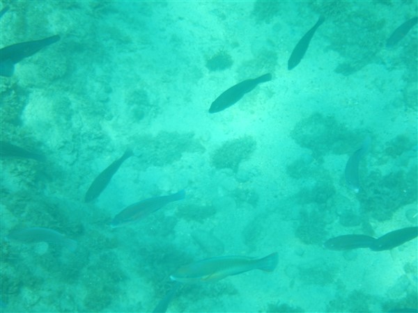 Name:  DSCN1150.jpg
Views: 604
Size:  48.2 KB