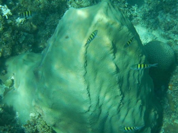 Name:  DSCN1177.jpg
Views: 607
Size:  77.5 KB
