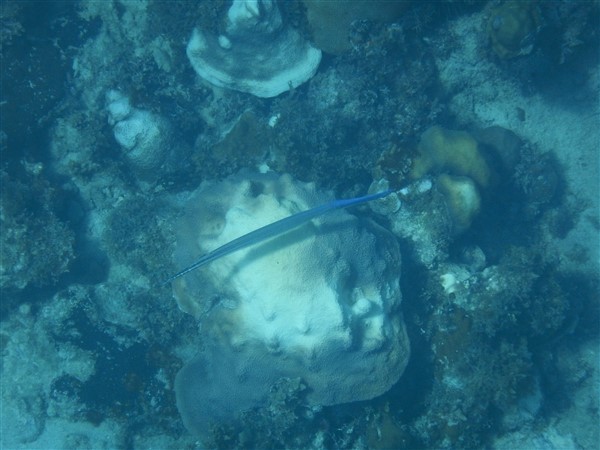 Name:  DSCN1227.jpg
Views: 525
Size:  64.1 KB
