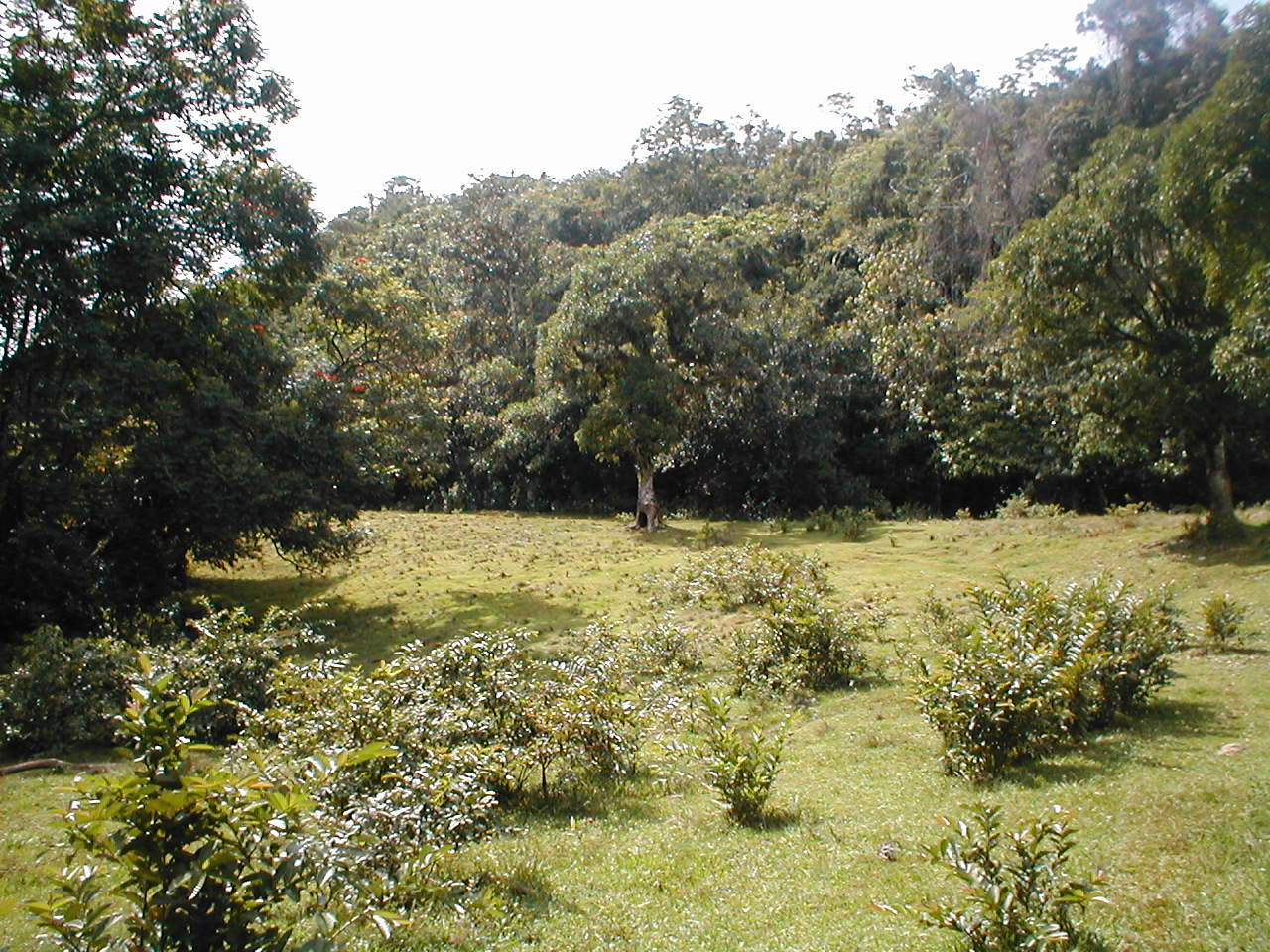 Name:  622 Acc Big Ground.JPG
Views: 729
Size:  279.6 KB
