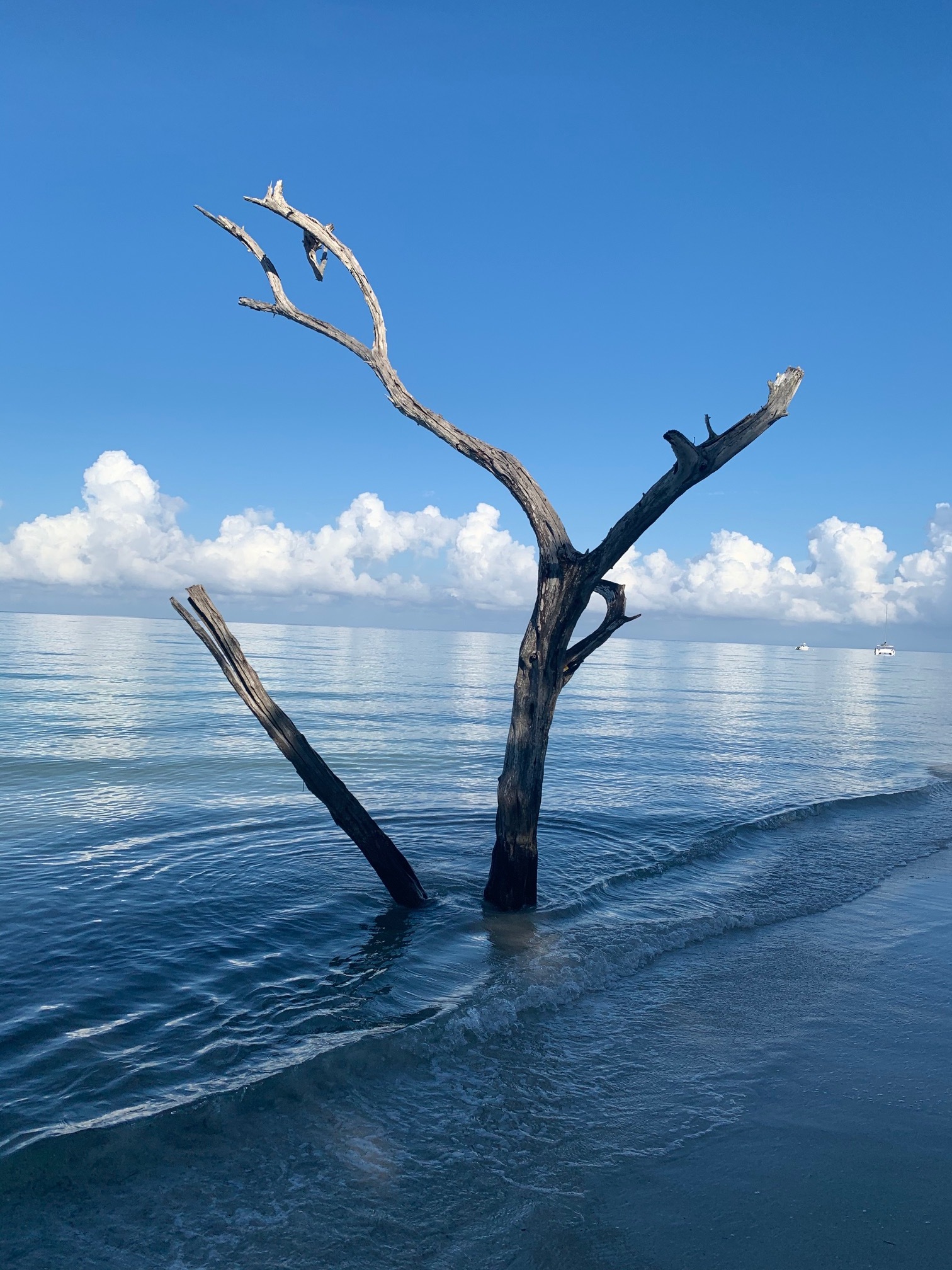 Name:  tree.JPG
Views: 5923
Size:  741.8 KB