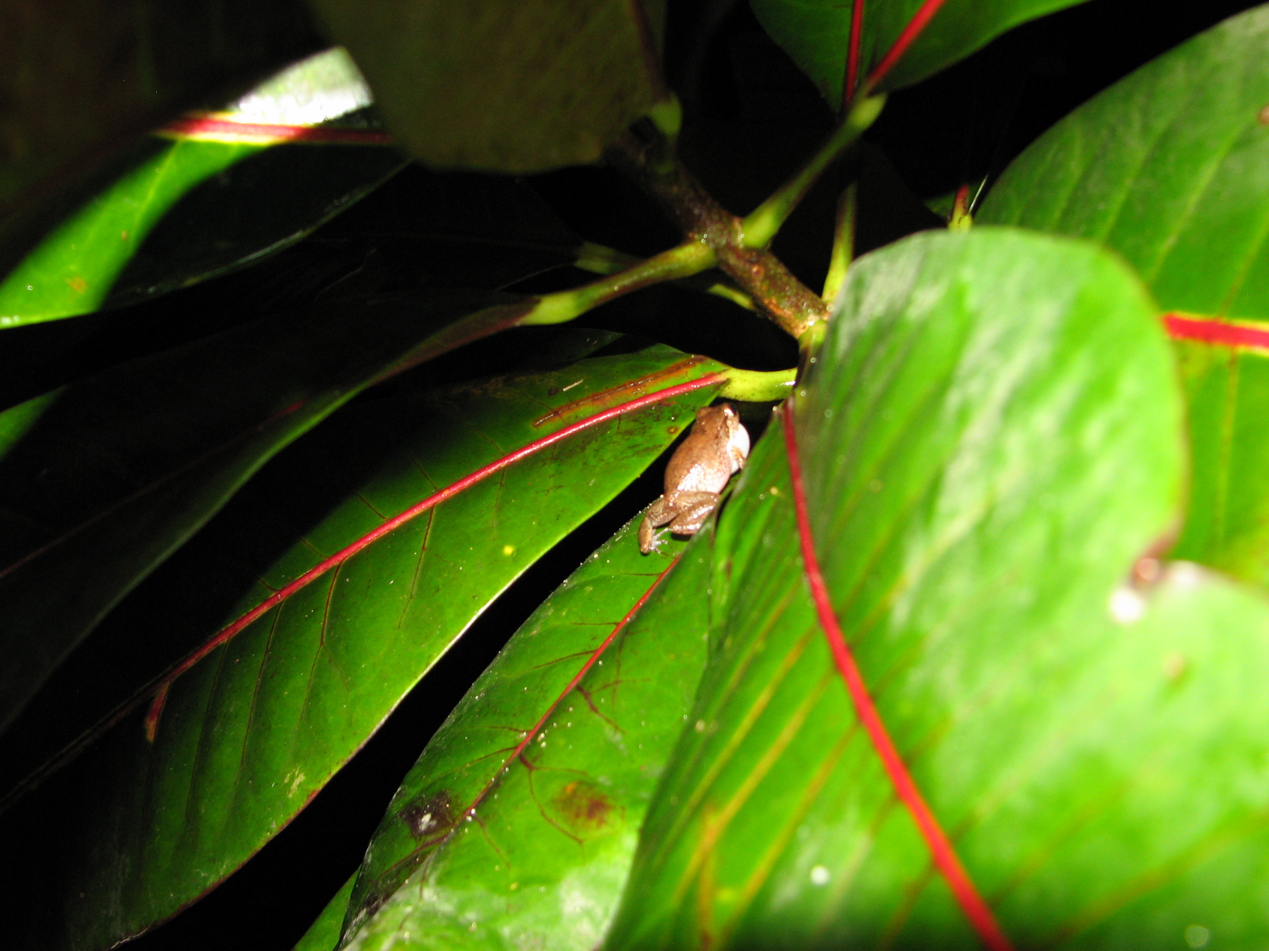 Name:  IMG_1199.JPG
Views: 1055
Size:  1,006.0 KB