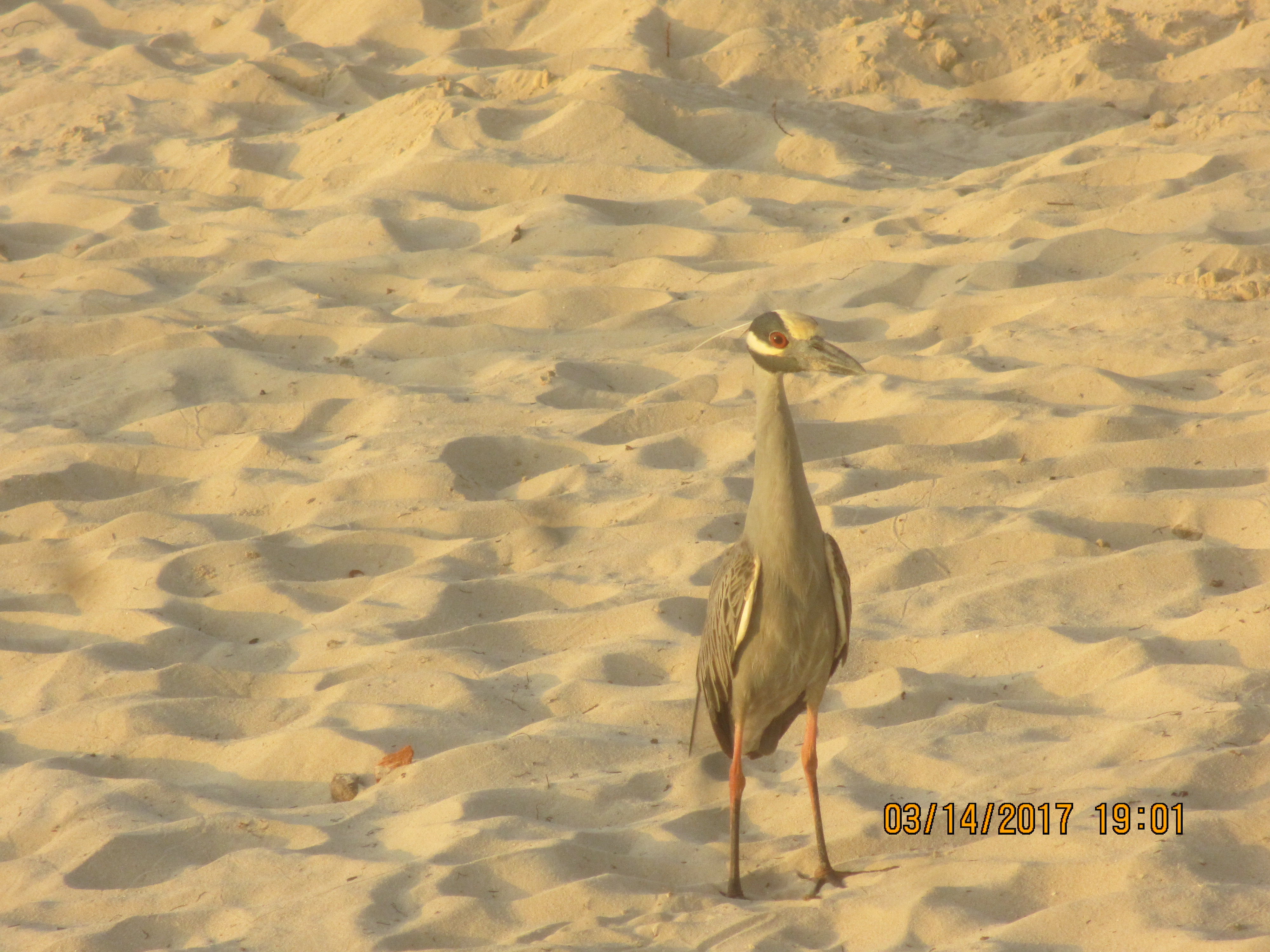 Name:  060.JPG
Views: 1310
Size:  3.03 MB