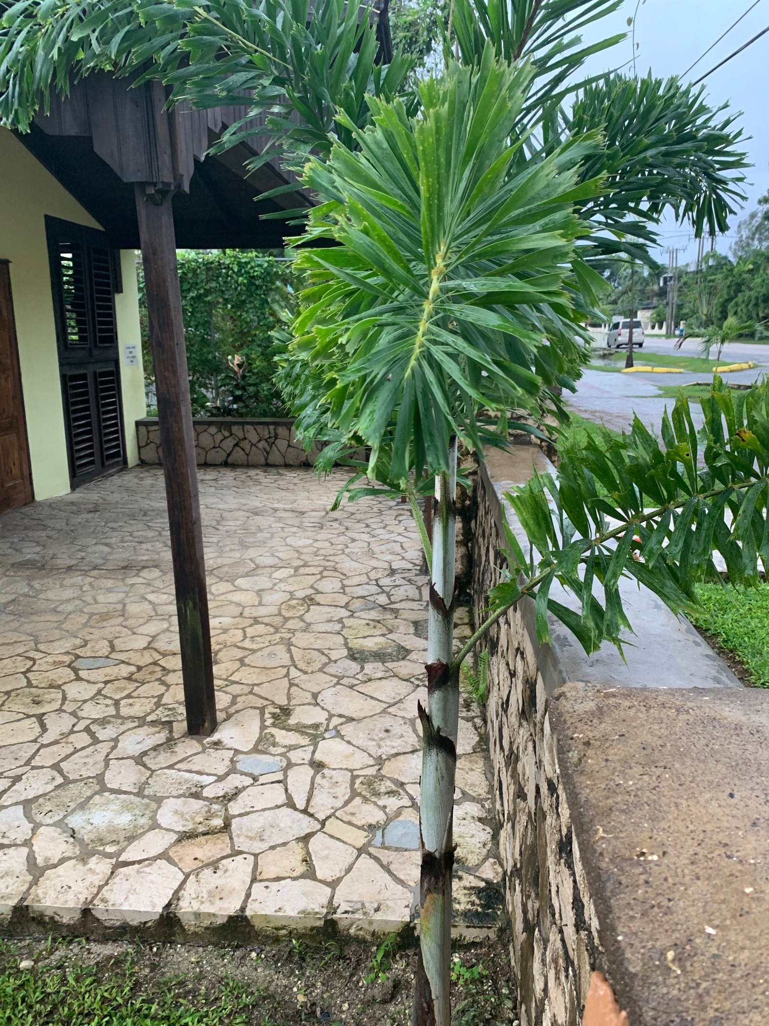 Name:  Palm #1.jpg
Views: 1356
Size:  1.13 MB