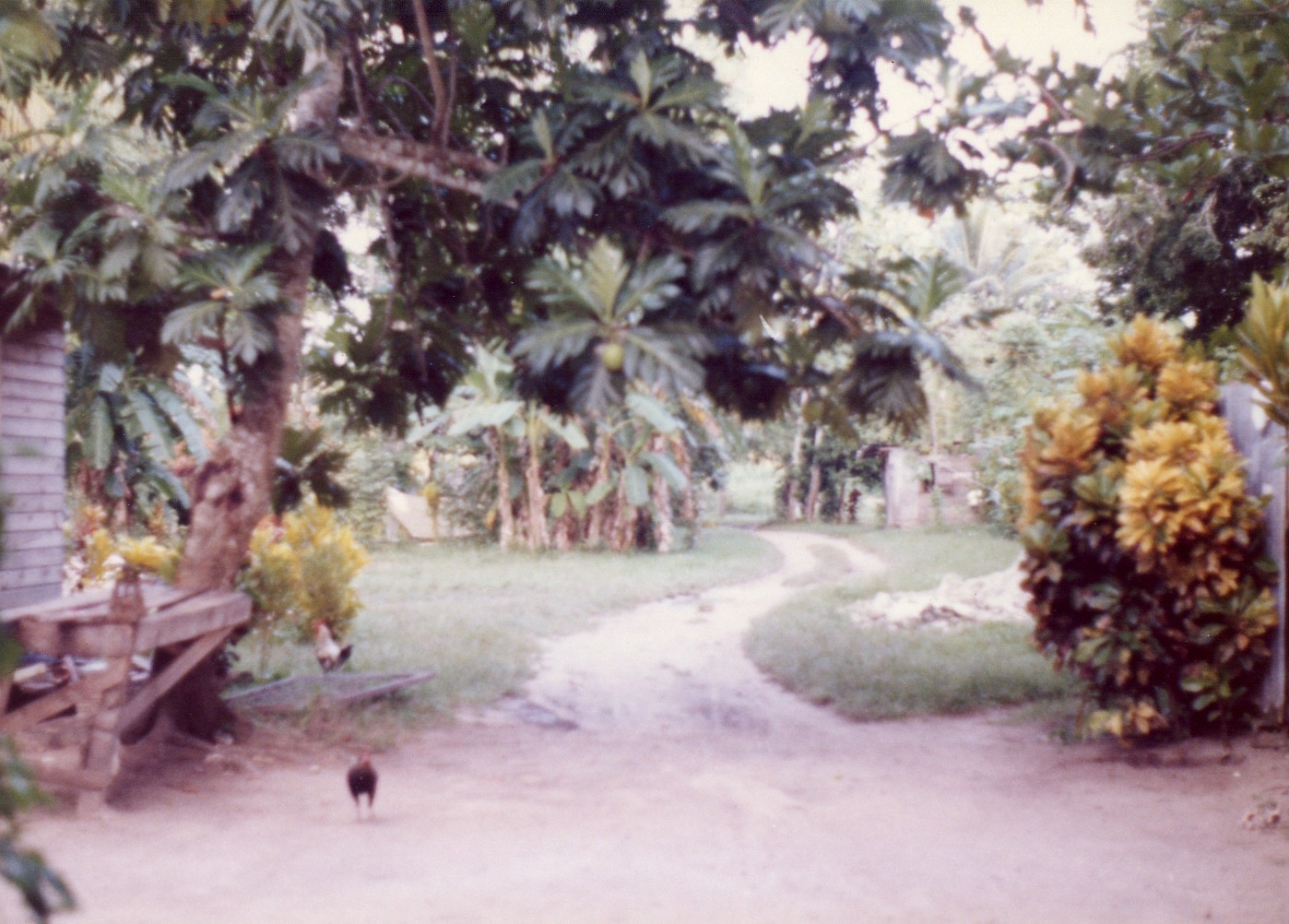Name:  Gloria's Yard.JPG
Views: 1480
Size:  719.6 KB
