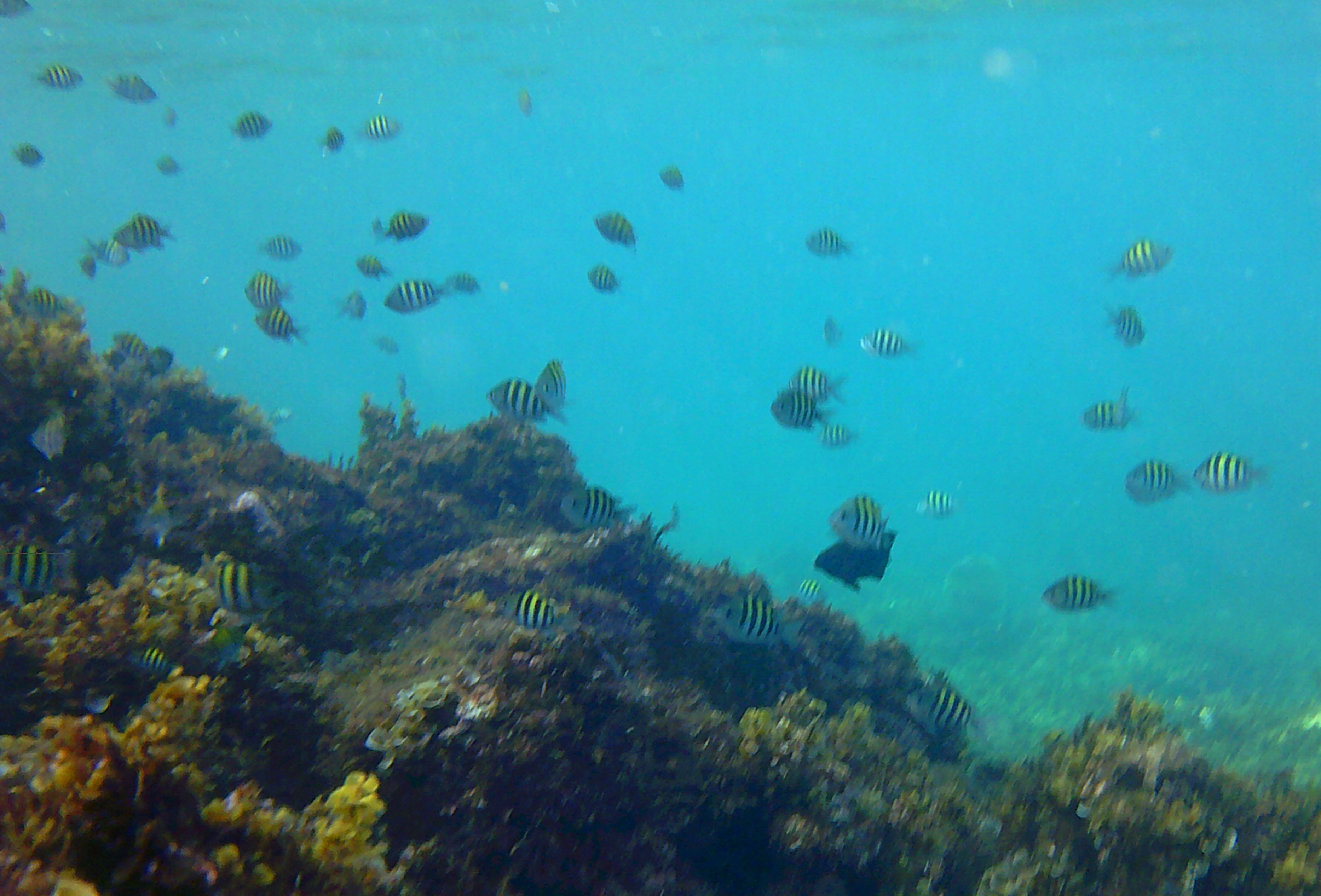 Name:  DSCF0152.JPG
Views: 1138
Size:  2.14 MB