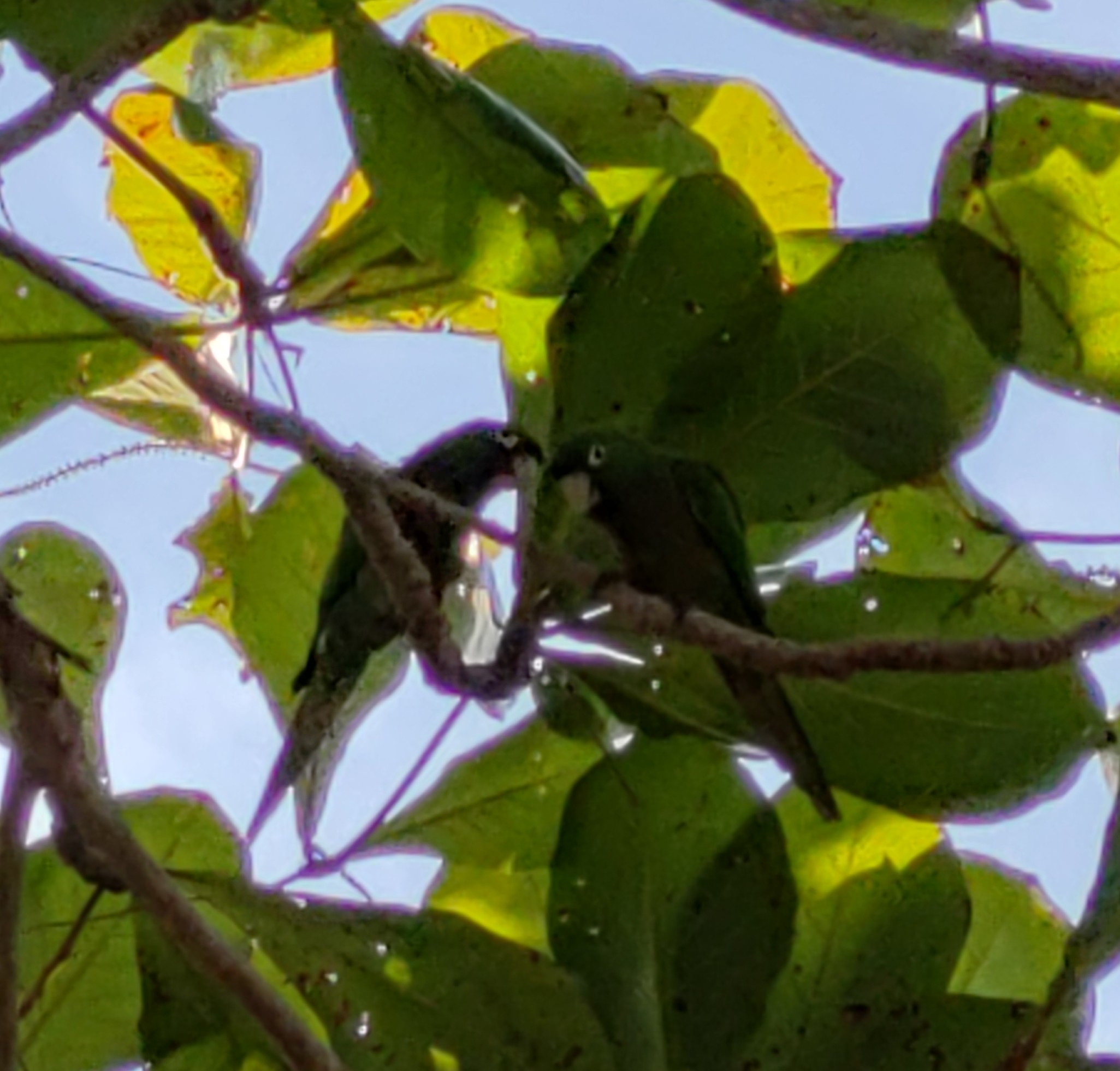 Name:  IMG_20230127_075501798_HDR~2.jpg
Views: 1137
Size:  393.2 KB