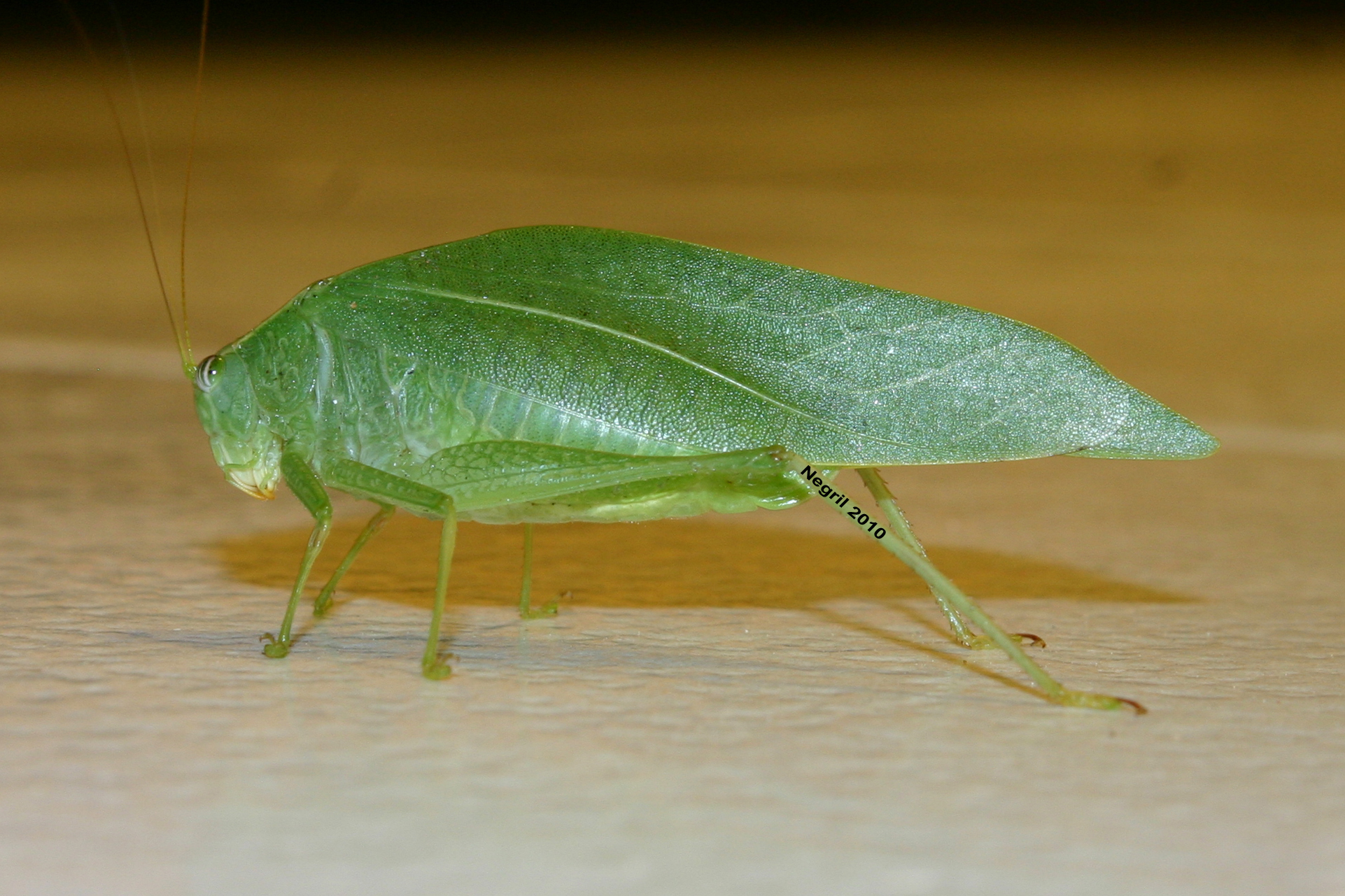 Name:  Grasshopper.jpg
Views: 2614
Size:  1.39 MB