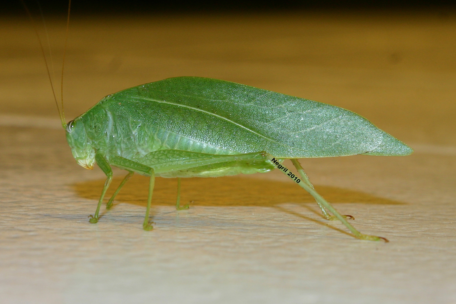 Name:  Grasshopper.jpg
Views: 3529
Size:  1.39 MB