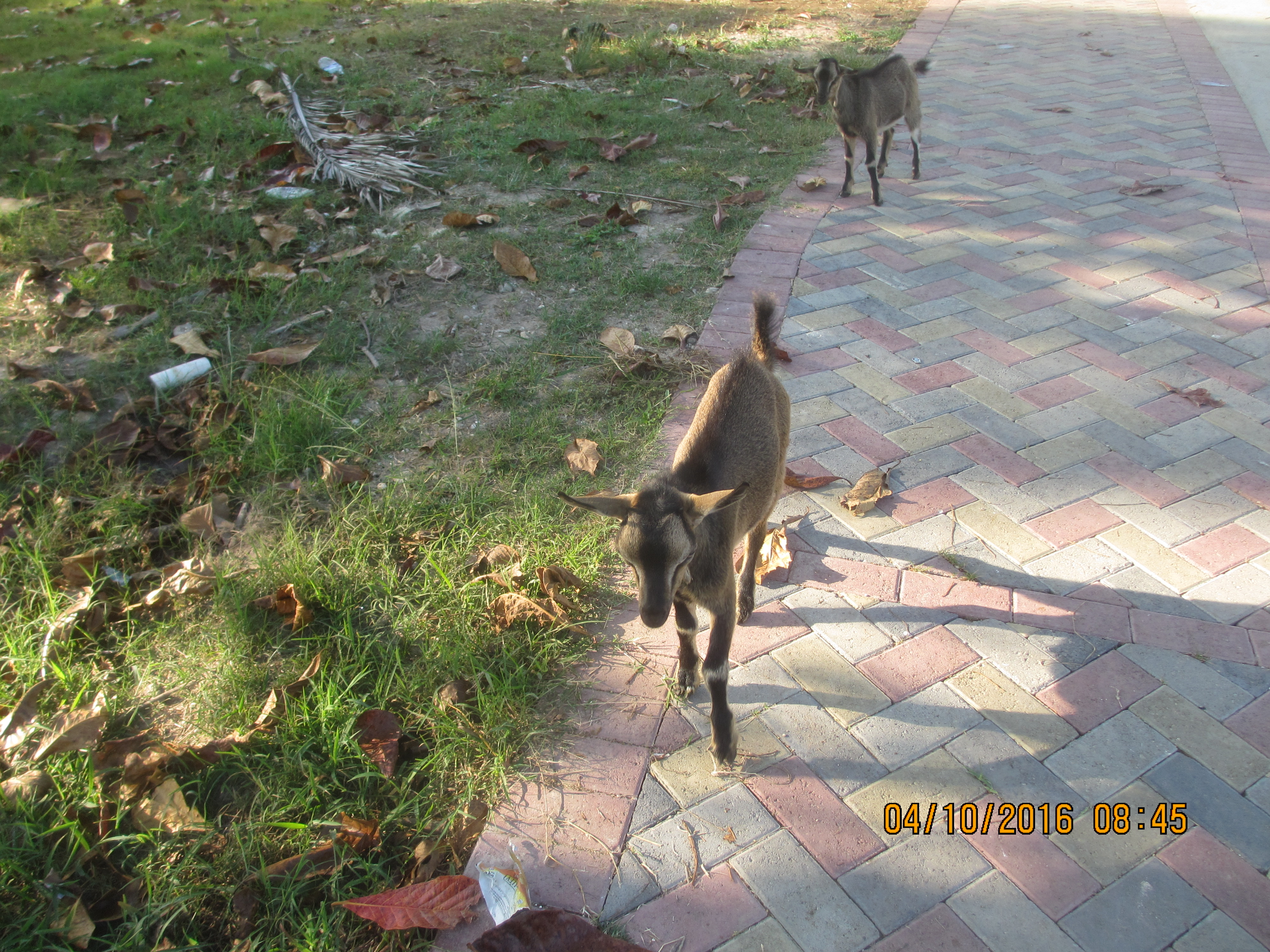 Name:  072.JPG
Views: 1821
Size:  3.72 MB