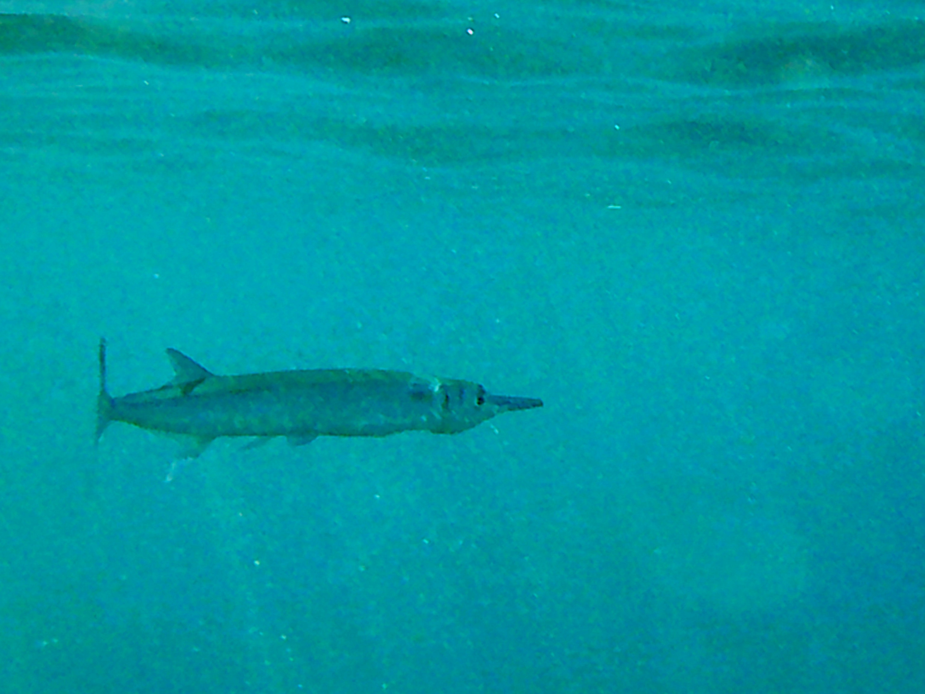 Name:  DSCF0104.JPG
Views: 822
Size:  1.32 MB