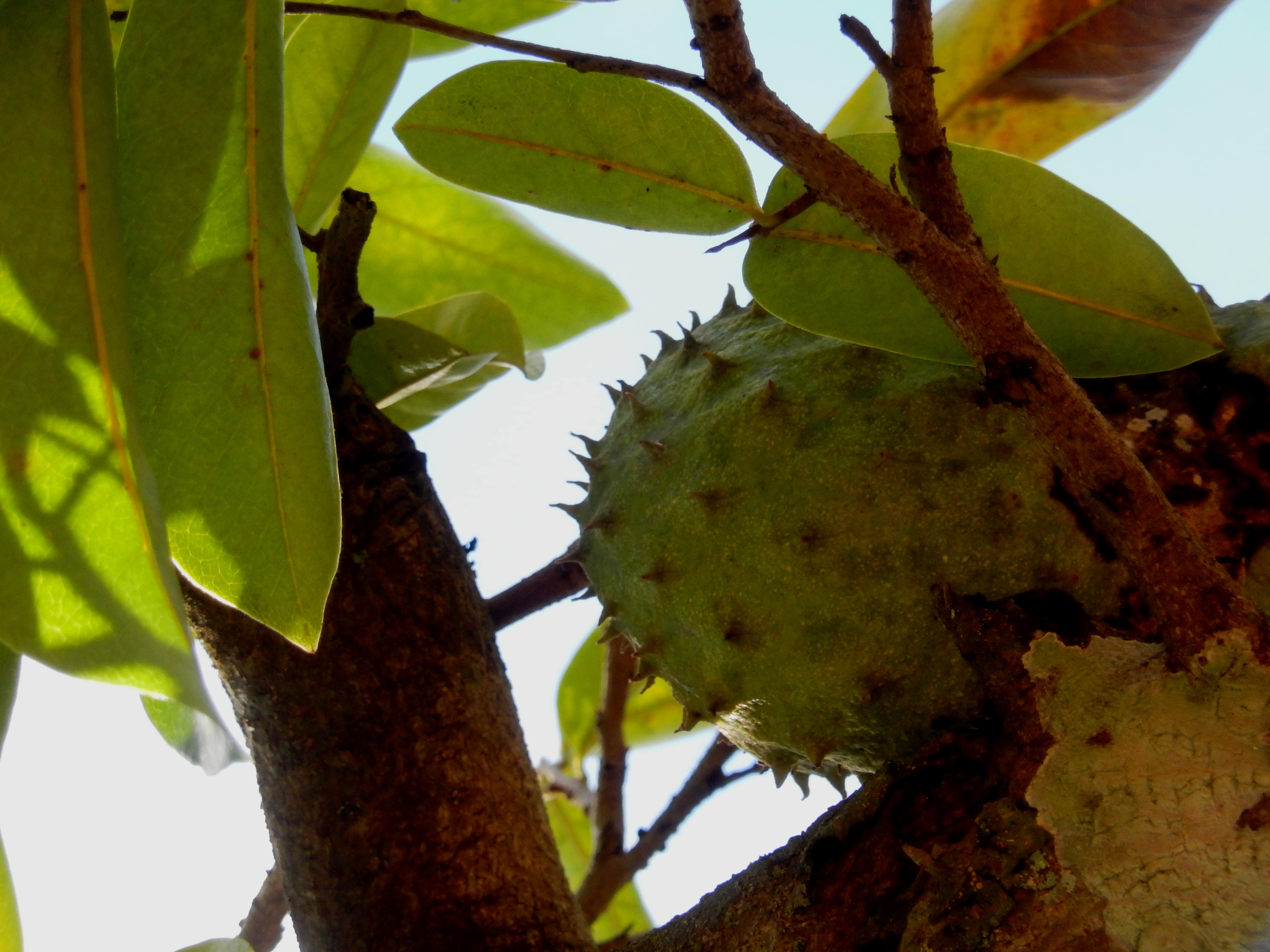 Name:  DSCN9865.jpg
Views: 1058
Size:  1.17 MB
