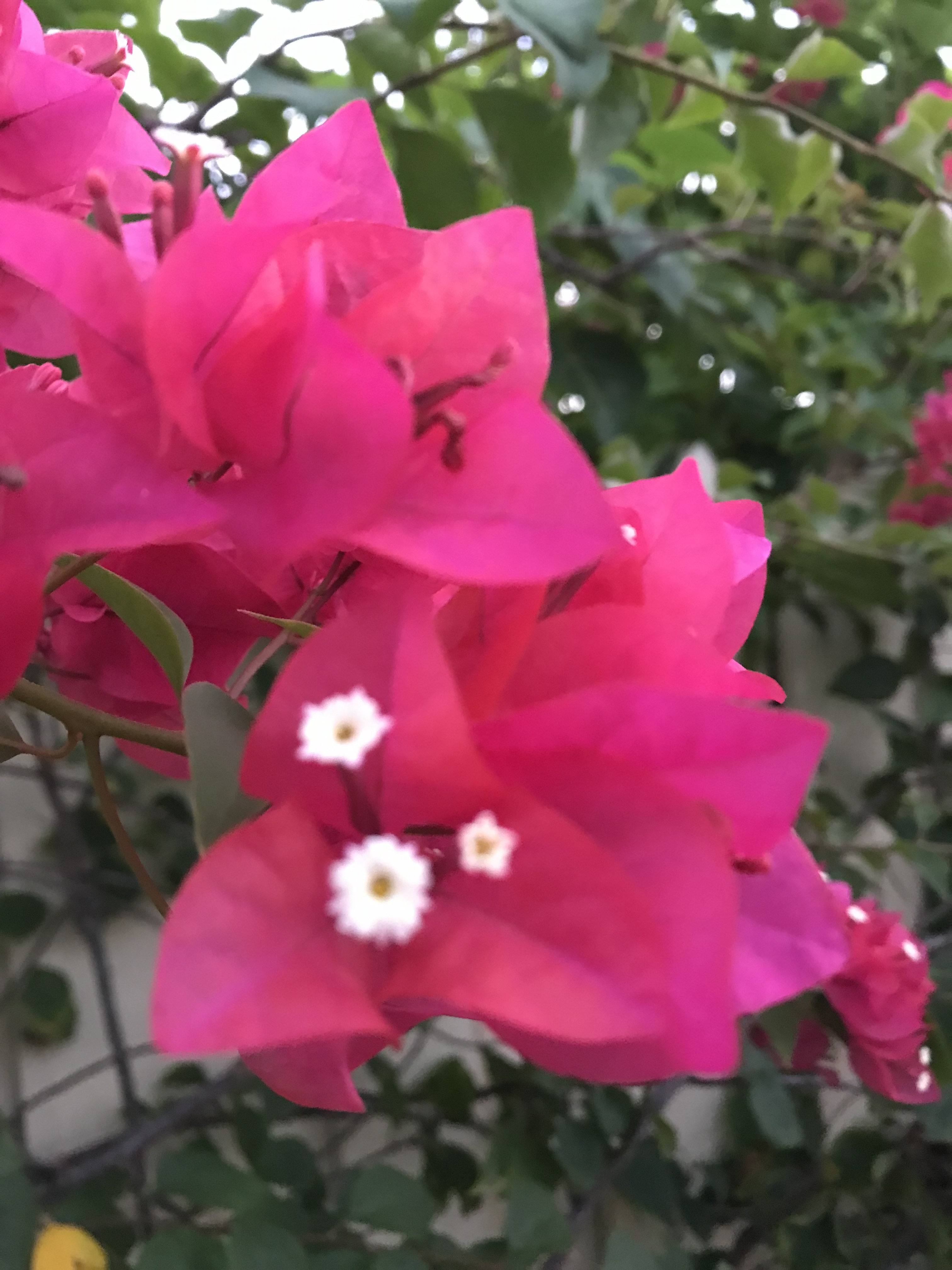 Name:  IMG_4271.jpeg
Views: 690
Size:  1.48 MB