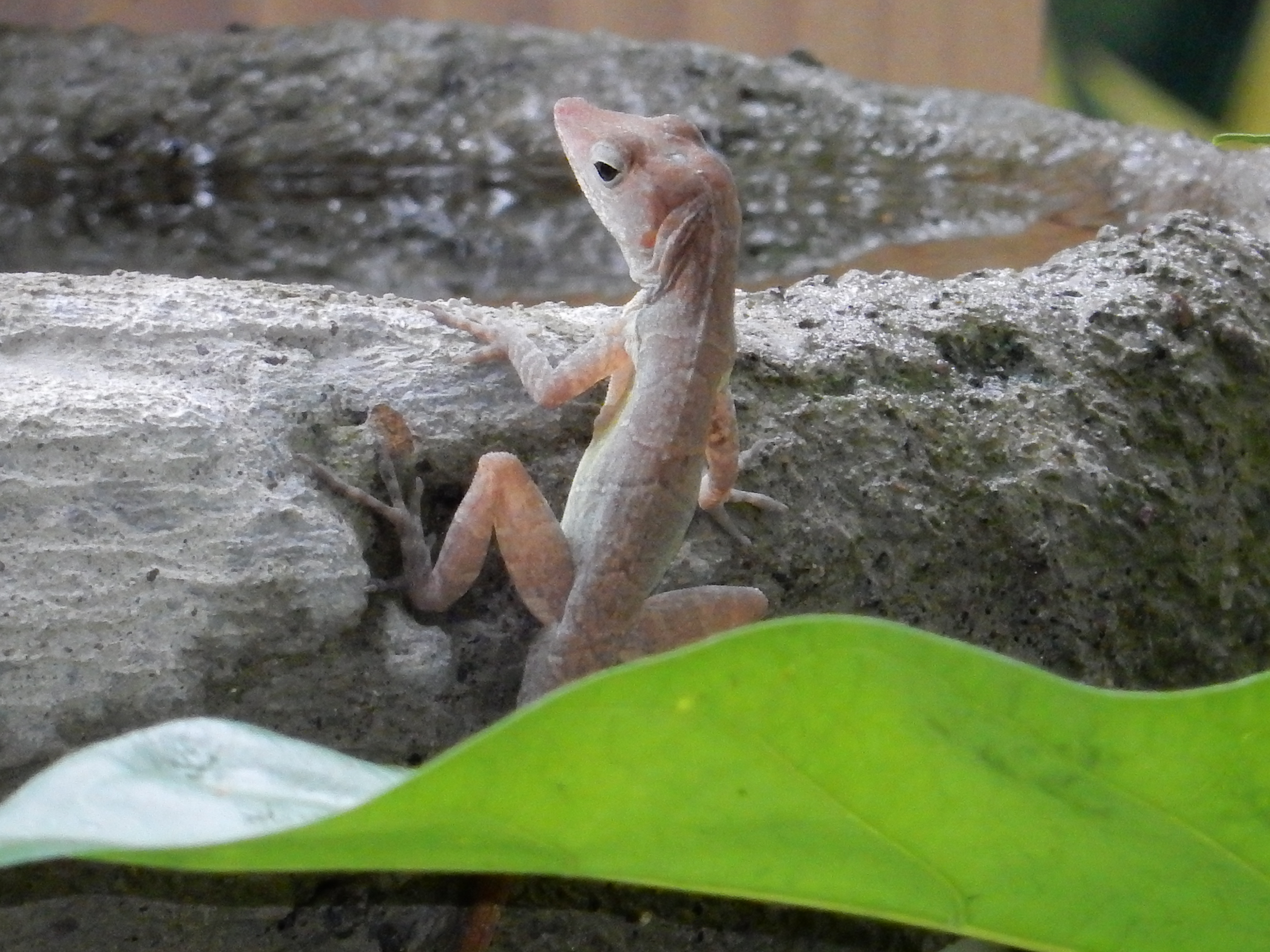 Name:  DSCN7420.JPG
Views: 511
Size:  3.20 MB