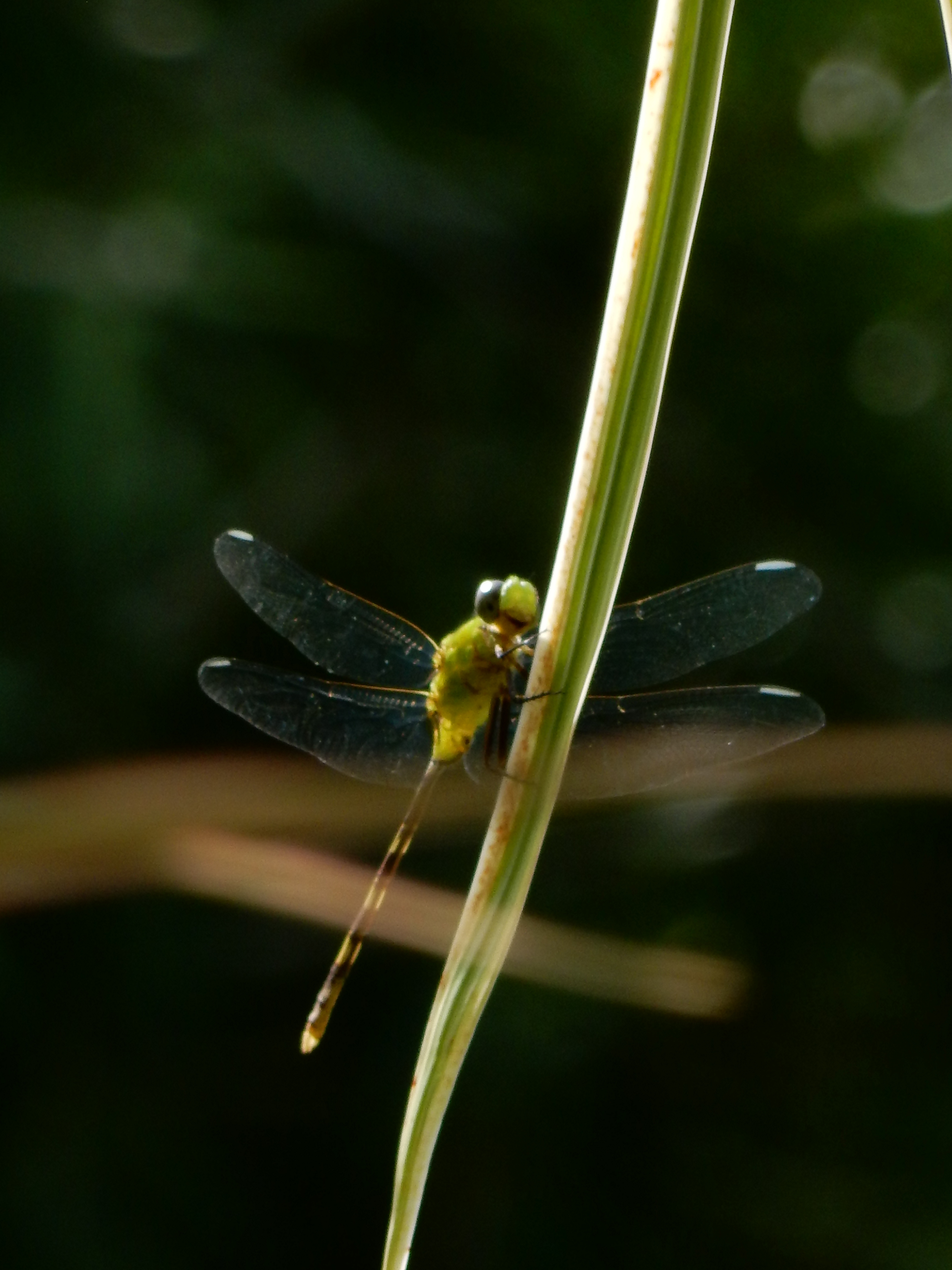 Name:  DSCN7416.JPG
Views: 513
Size:  2.75 MB
