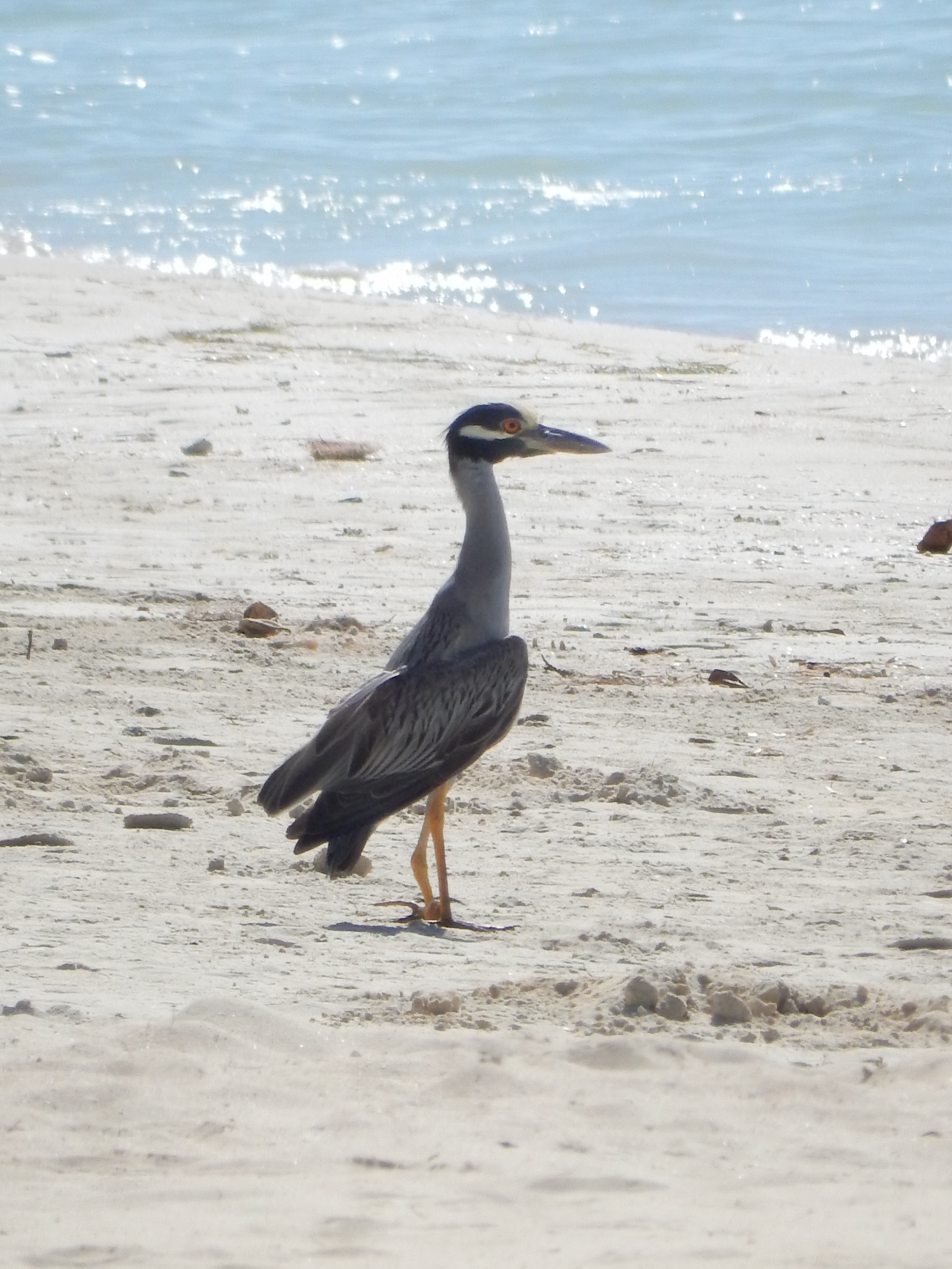 Name:  DSCN8268.JPG
Views: 341
Size:  2.65 MB