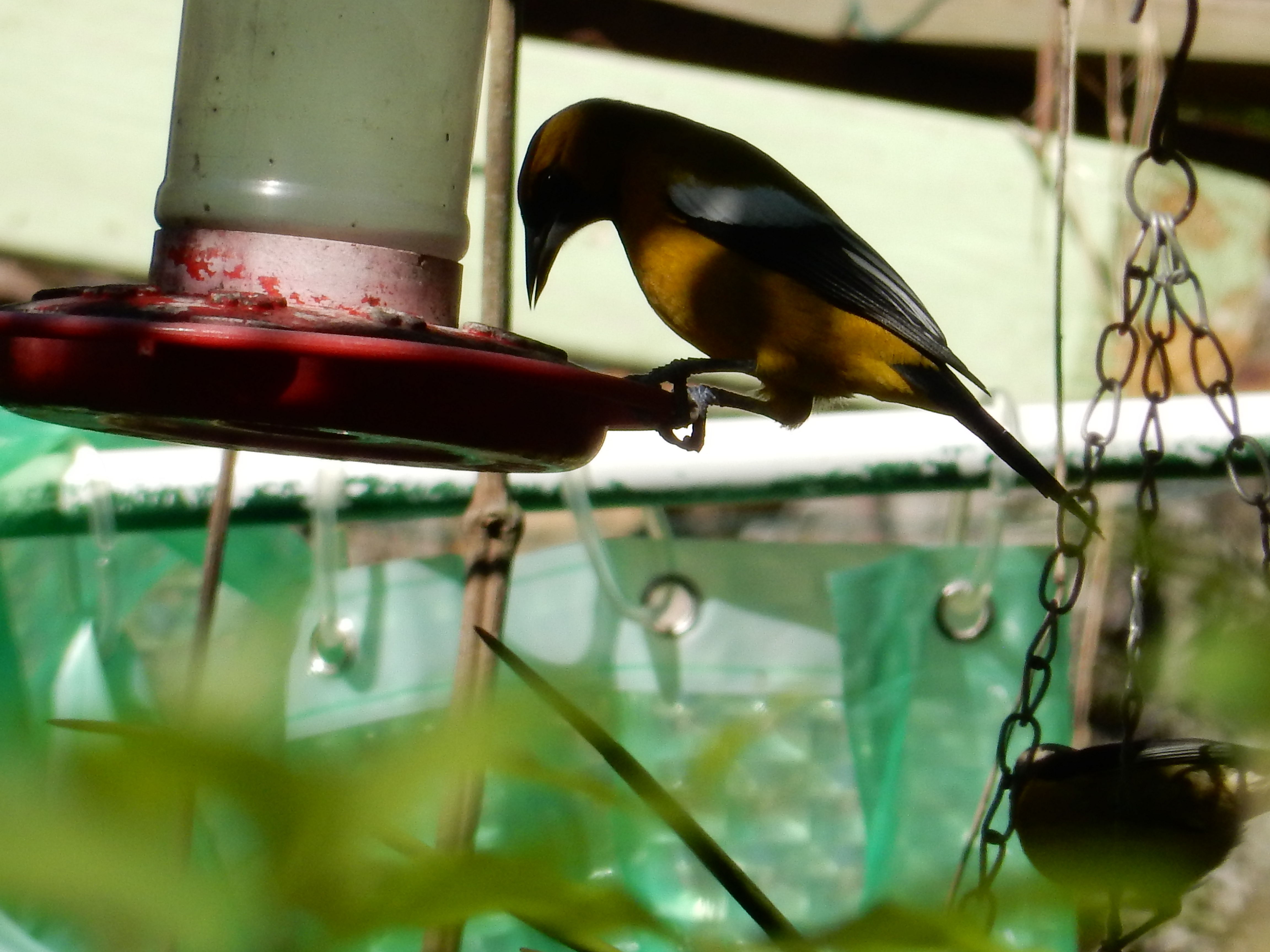 Name:  DSCN8393.JPG
Views: 120
Size:  3.49 MB