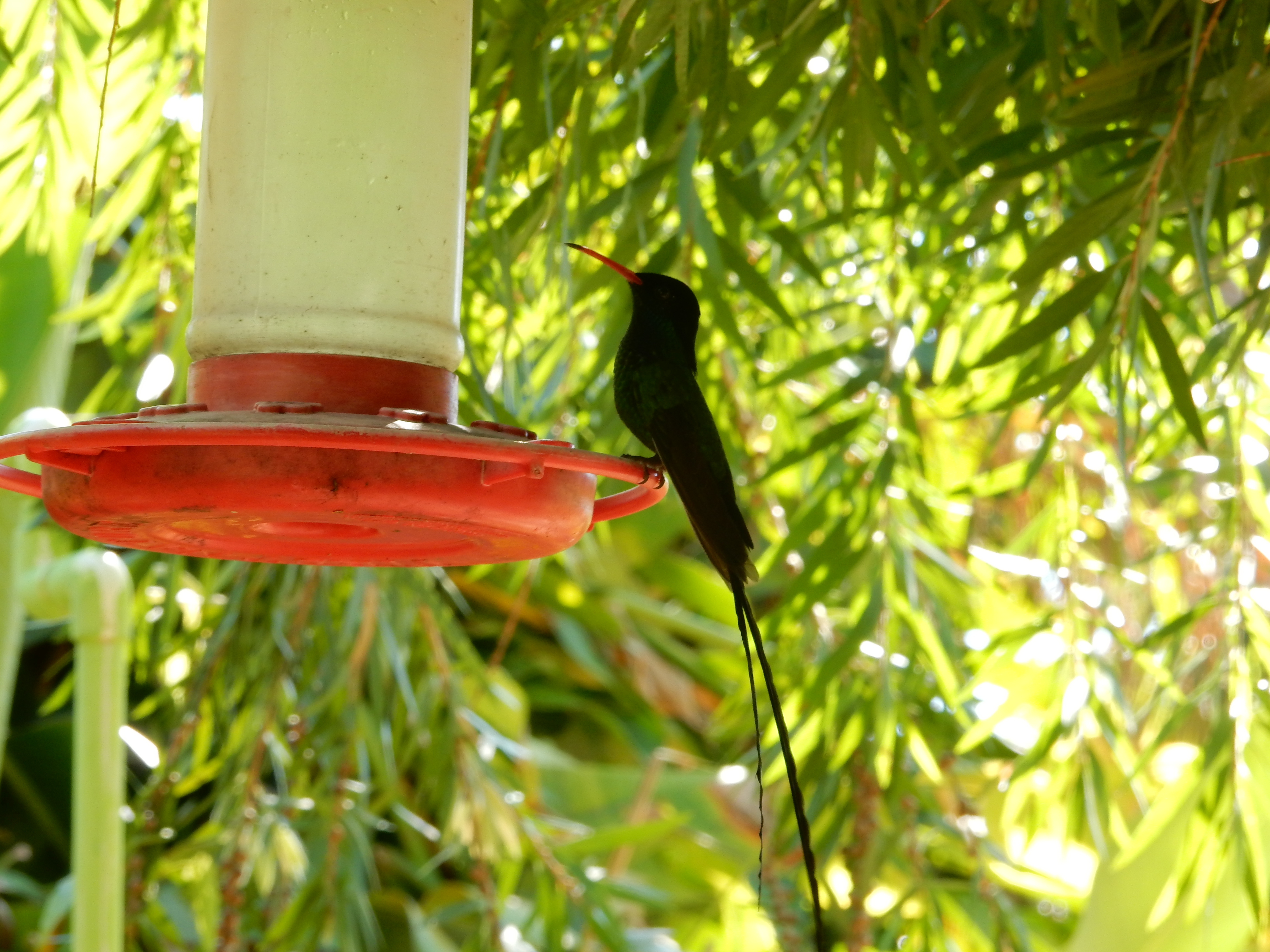 Name:  DSCN8382.JPG
Views: 120
Size:  3.29 MB