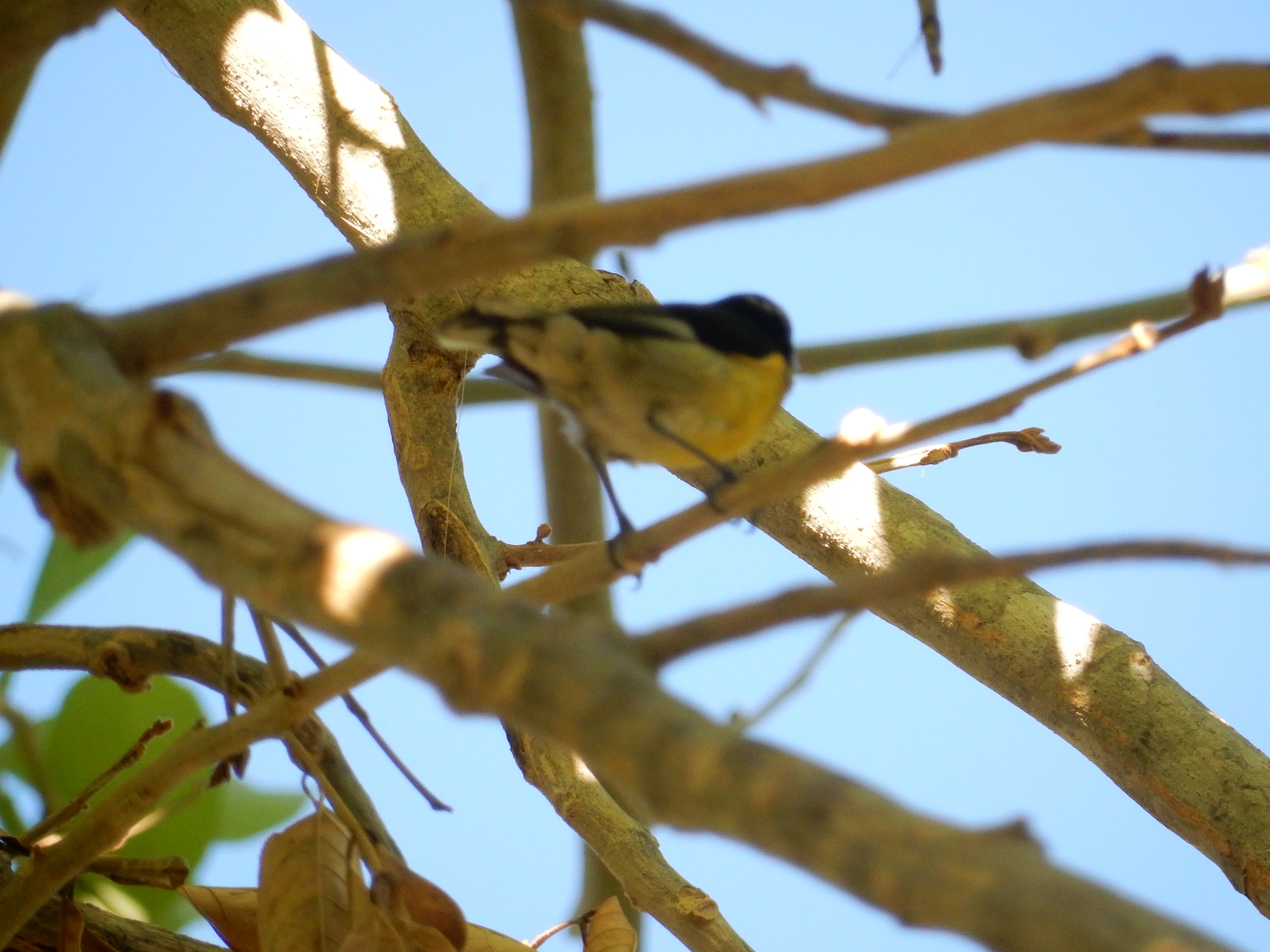 Name:  DSCN8374.JPG
Views: 121
Size:  3.50 MB