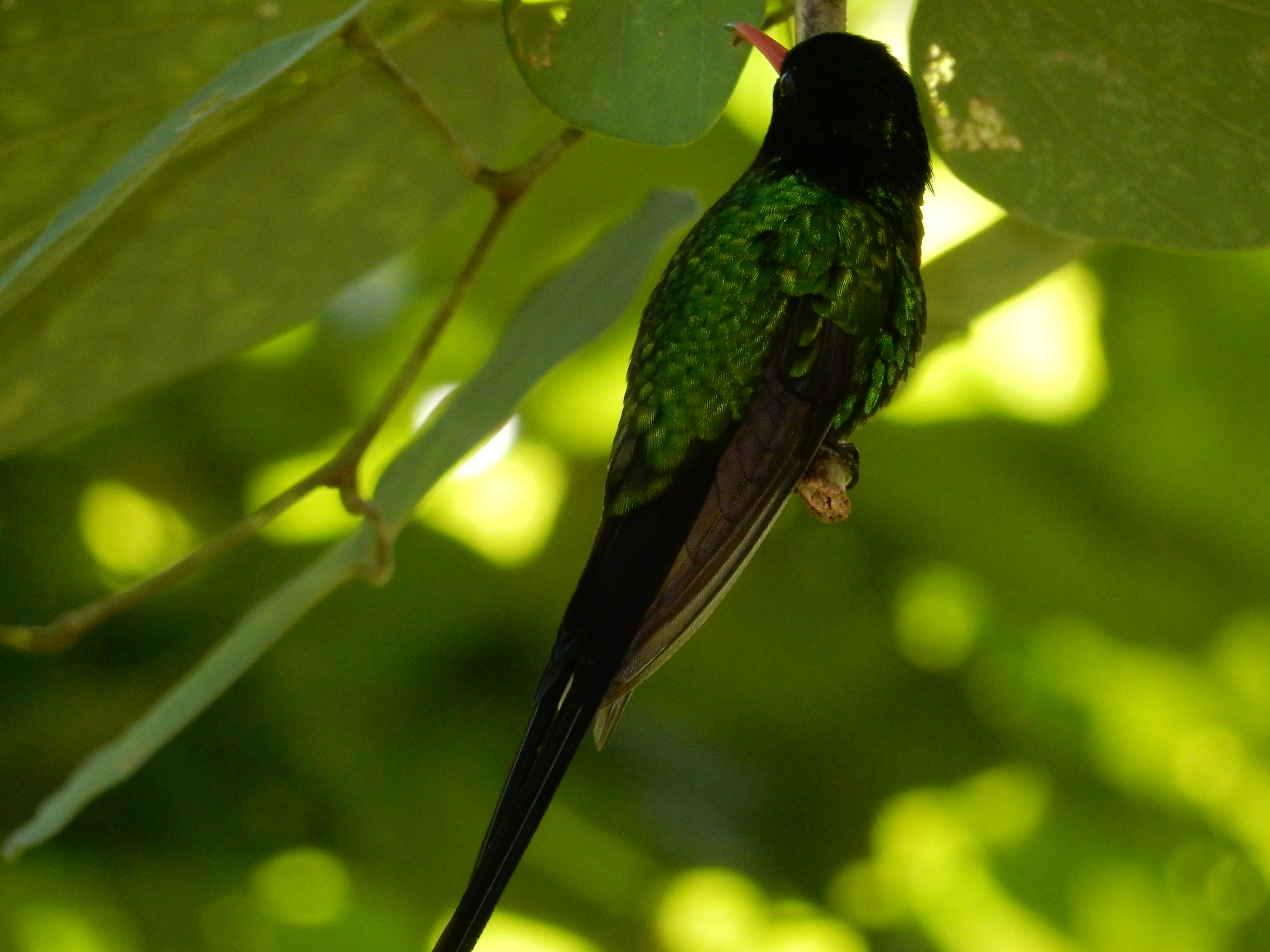 Name:  DSCN8709.JPG
Views: 315
Size:  3.57 MB