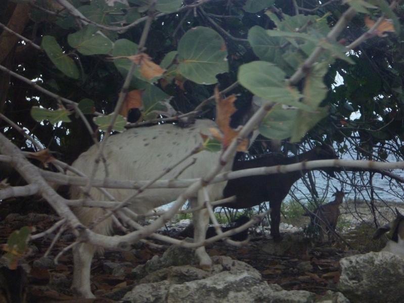 Name:  Jamaica 2011 028 [800x600].jpg
Views: 903
Size:  65.5 KB