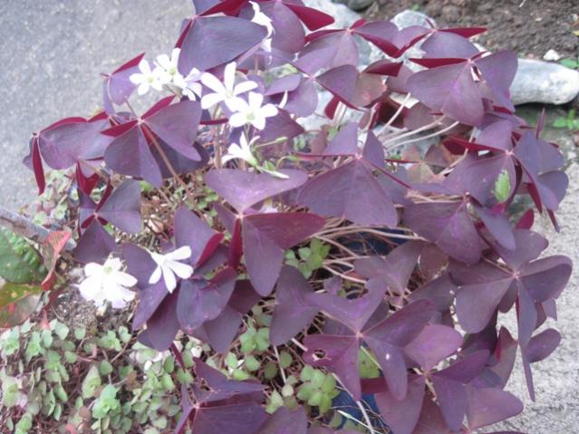 Name:  002.jpg
Views: 398
Size:  58.1 KB
