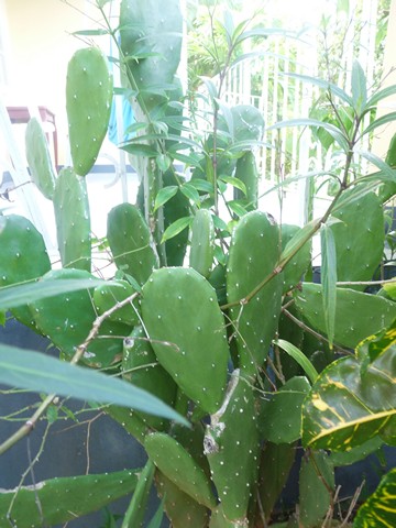 Name:  ja5 038.JPG
Views: 583
Size:  79.3 KB