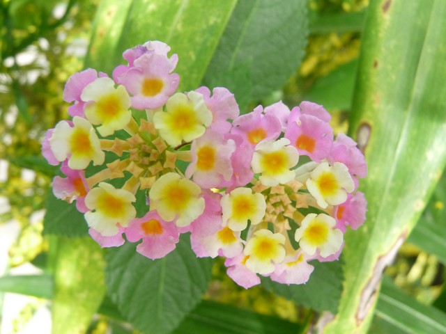Name:  ja5 041.JPG
Views: 568
Size:  85.9 KB