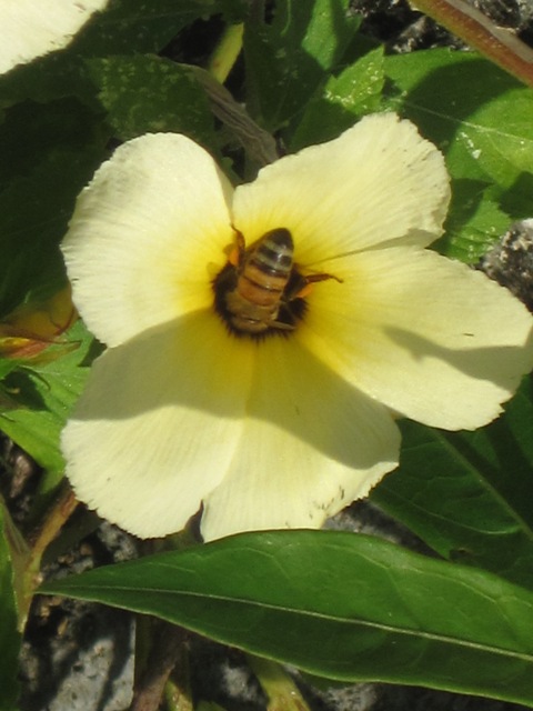 Name:  103.JPG
Views: 383
Size:  85.1 KB