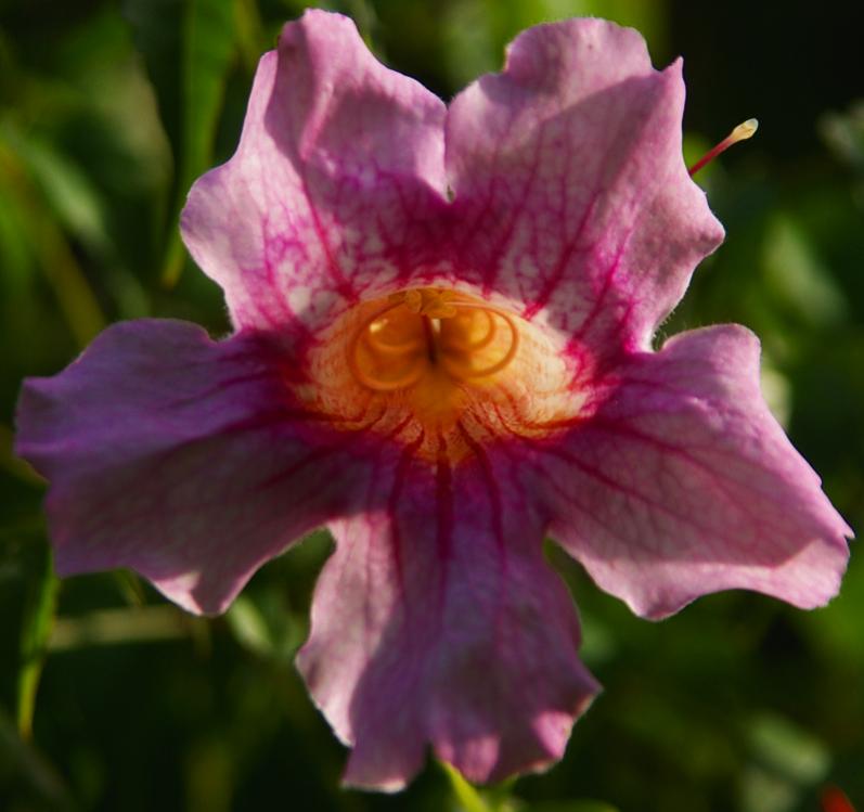 Name:  Flower.jpg
Views: 404
Size:  49.7 KB