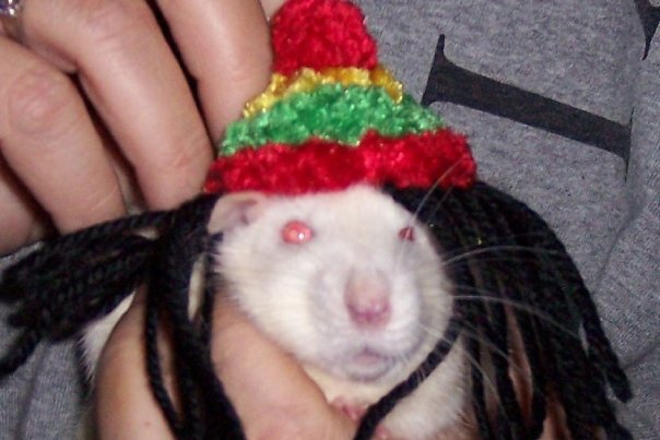 Click image for larger version. 

Name:	z rasta rat.jpg 
Views:	1159 
Size:	45.6 KB 
ID:	828