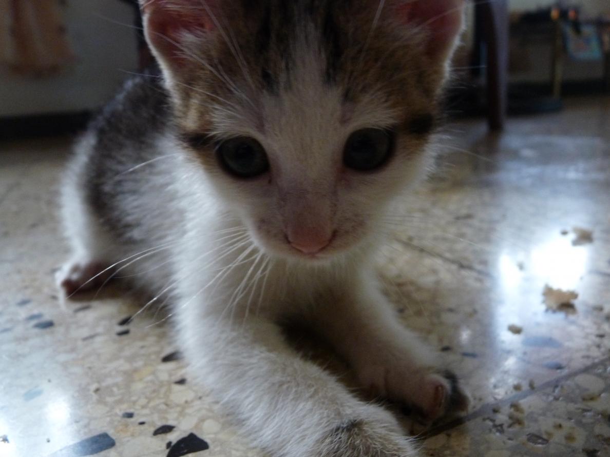 Name:  P1030747 - Copy.jpg
Views: 758
Size:  84.9 KB