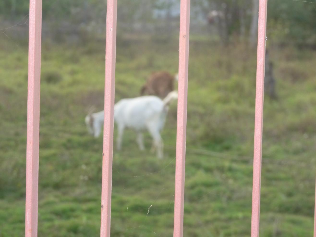 Name:  P1030775 - Copy.jpg
Views: 730
Size:  79.3 KB