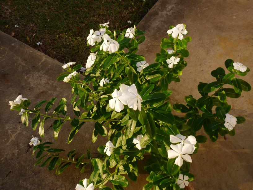 Name:  P1030727 - Copy.jpg
Views: 670
Size:  97.7 KB