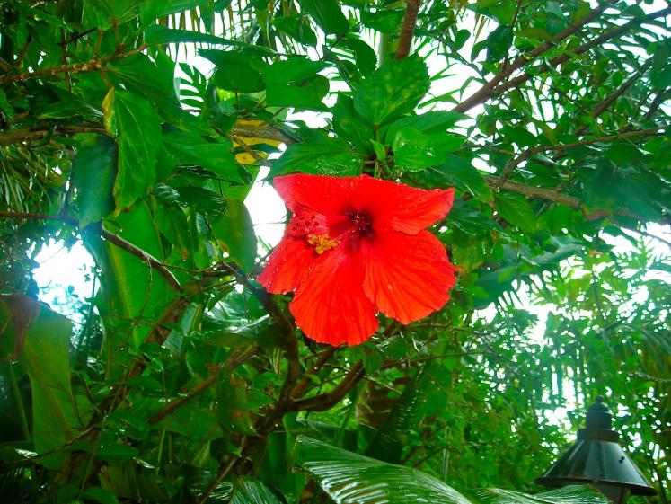 Name:  flower.jpg
Views: 210
Size:  101.2 KB
