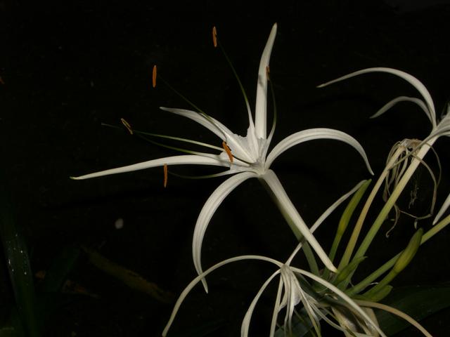 Name:  JamRock2009 097 (Small).jpg
Views: 598
Size:  35.6 KB