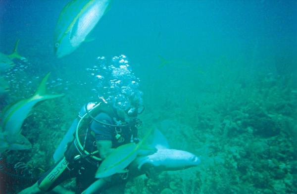Name:  scuba 2 resized.jpg
Views: 584
Size:  32.6 KB