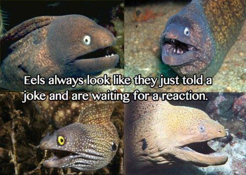 Name:  eels.jpg
Views: 538
Size:  45.7 KB